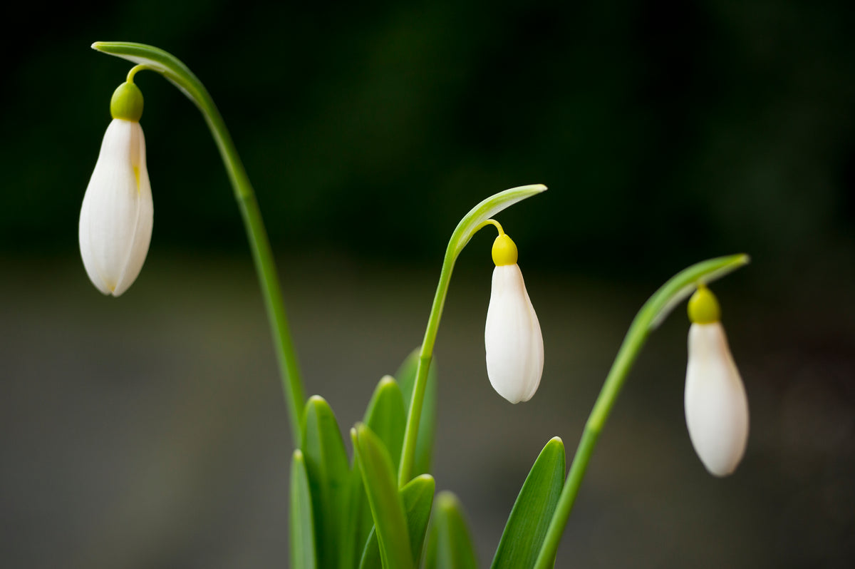 Galanthus plicatus 'Madelaine' snowdrop – photo 2