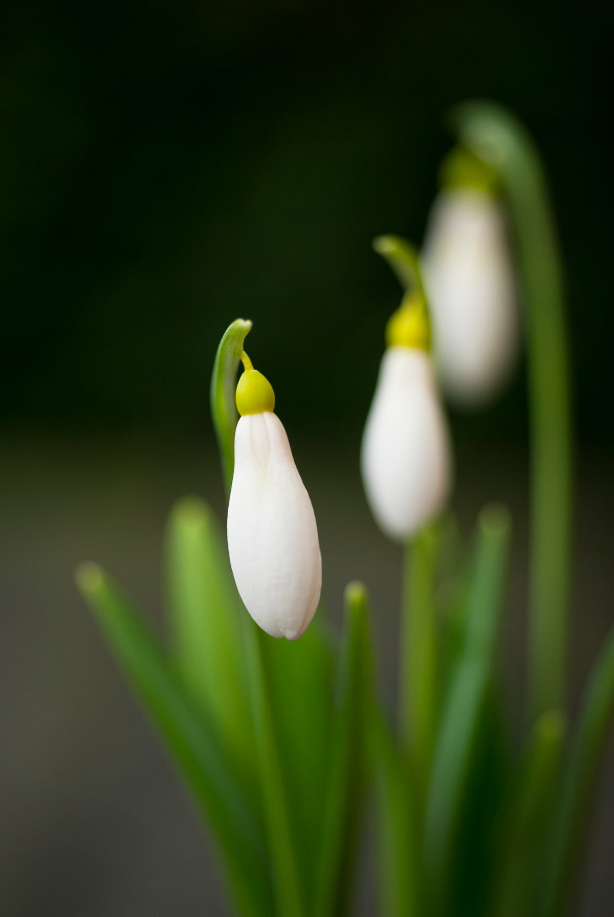 Galanthus plicatus 'Madelaine' snowdrop – photo 3
