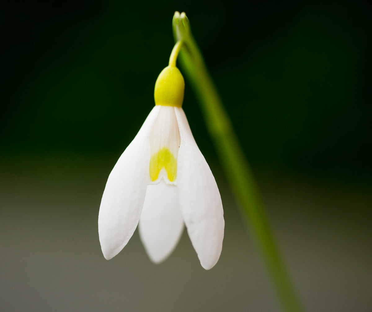 Galanthus plicatus 'Sarah Dumont' snowdrop – photo 4