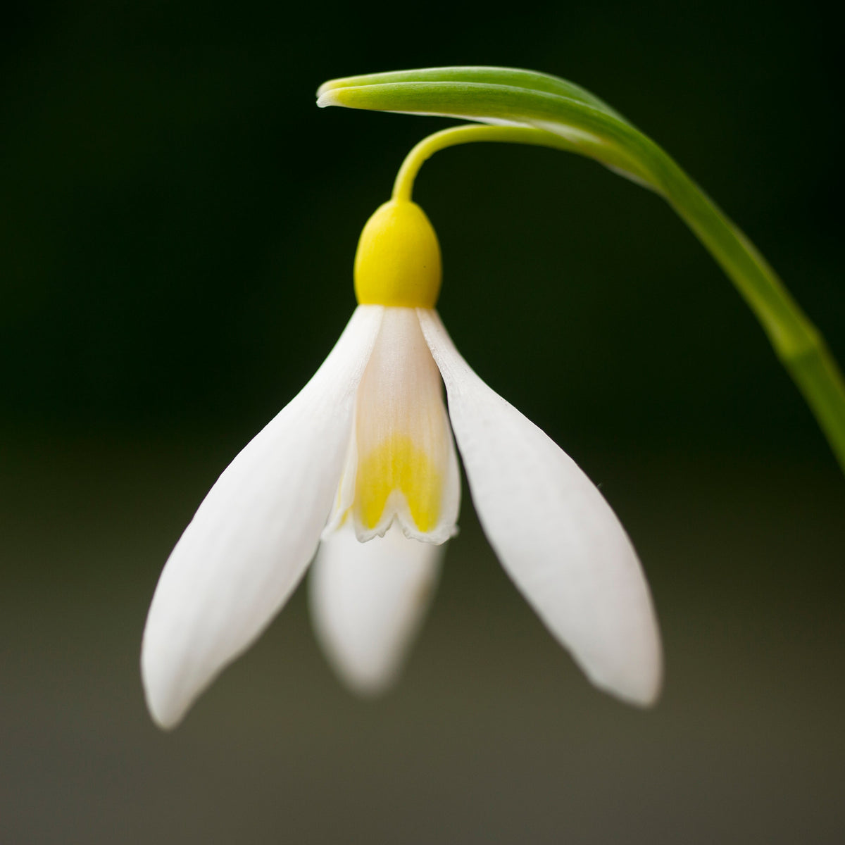 Galanthus plicatus 'Sarah Dumont' snowdrop flower