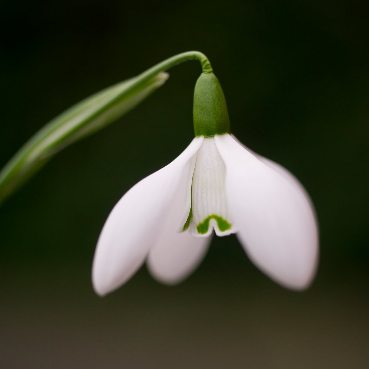 Galanthus 'Mrs. Thompson' snowdrop – photo 2