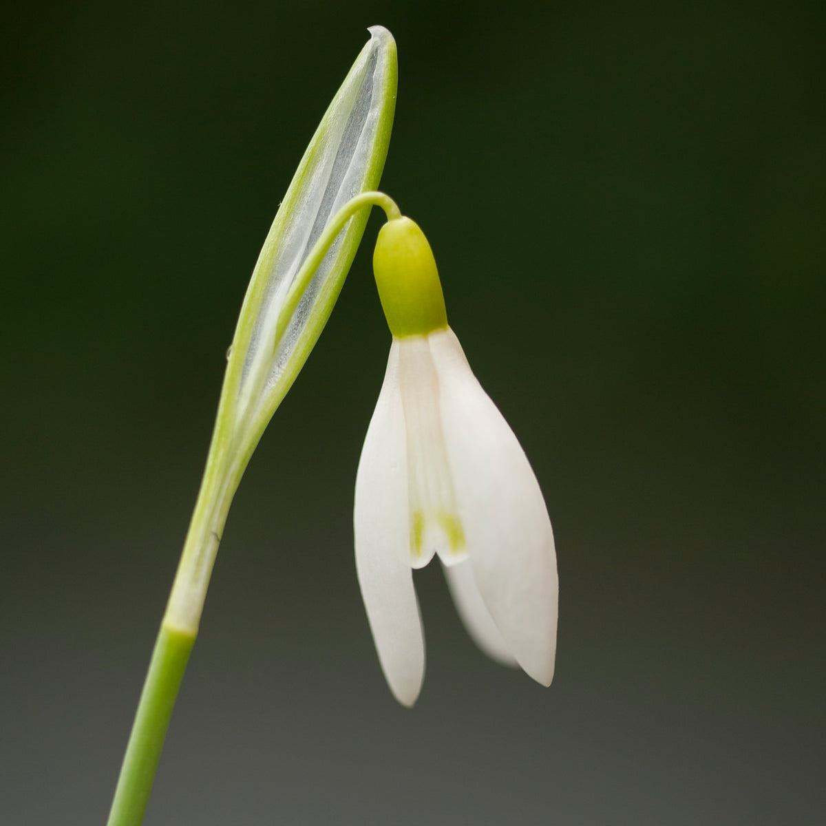 Galanthus nivalis 'Norfolk Blonde' snowdrop – photo 2