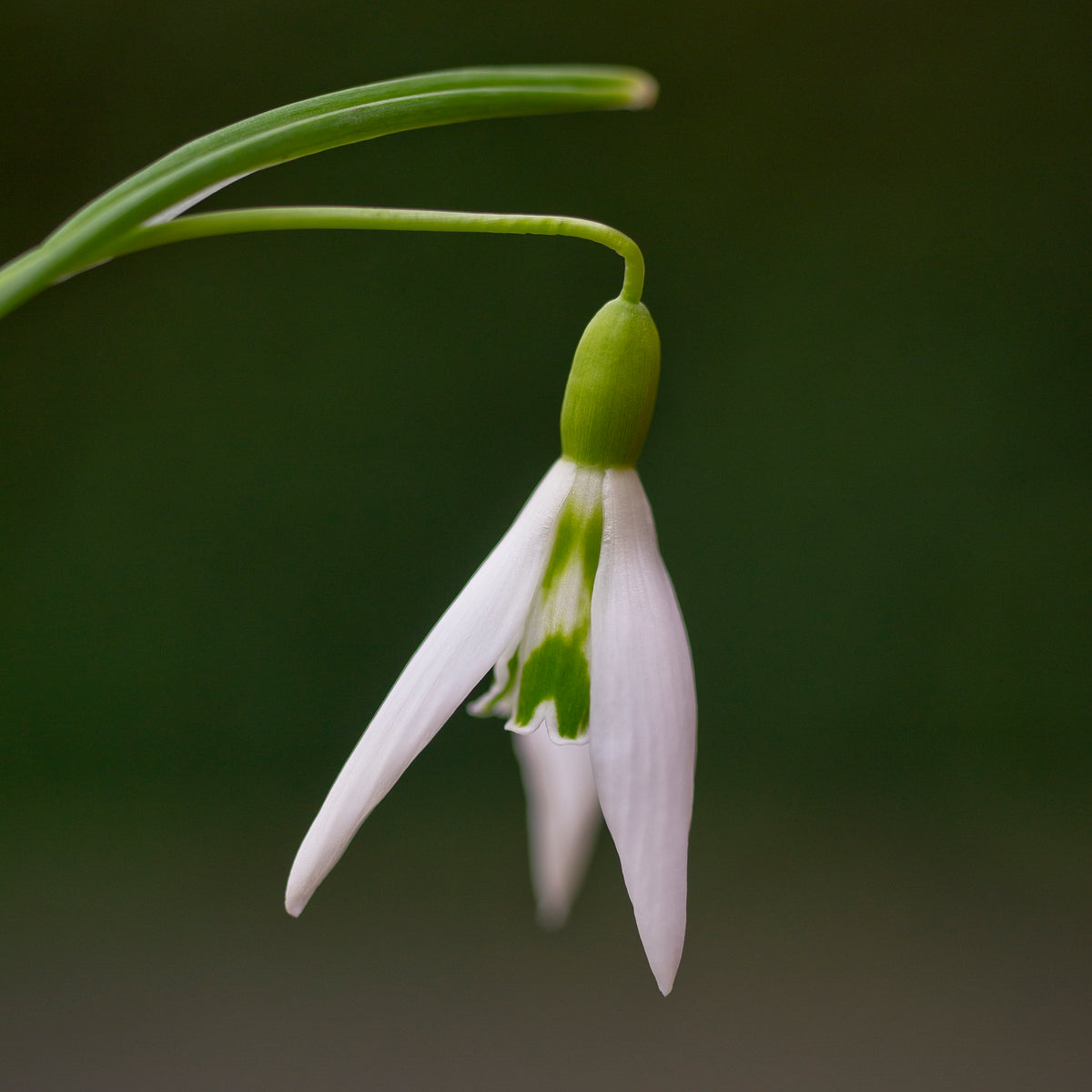 Galanthus 'Wasp' snowdrop – photo 2