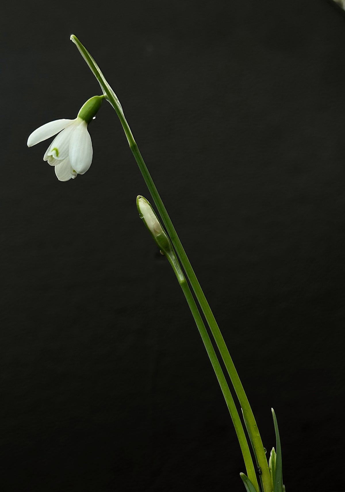 Galanthus bursanus 'Alpha Tutelar'