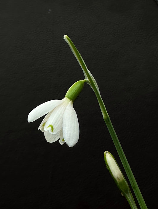 Galanthus bursanus 'Alpha Tutelar'