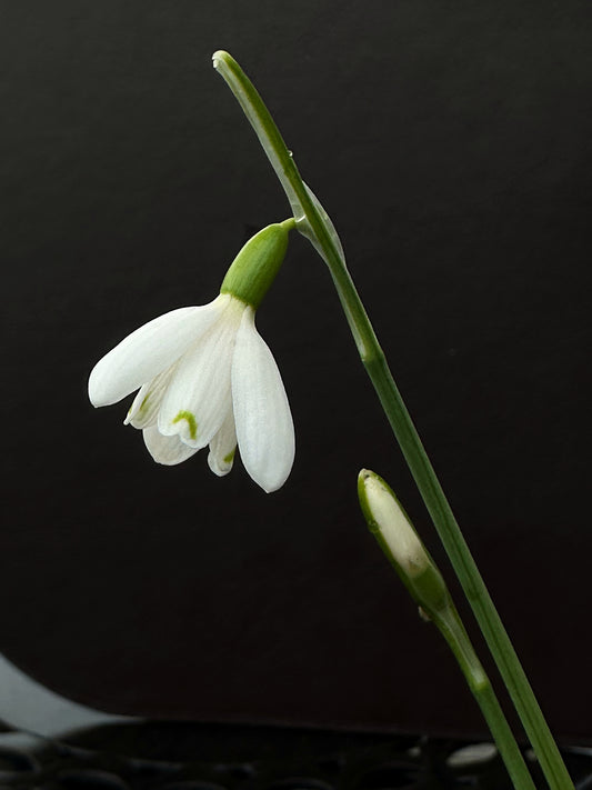 Galanthus bursanus 'Alpha Tutelar'