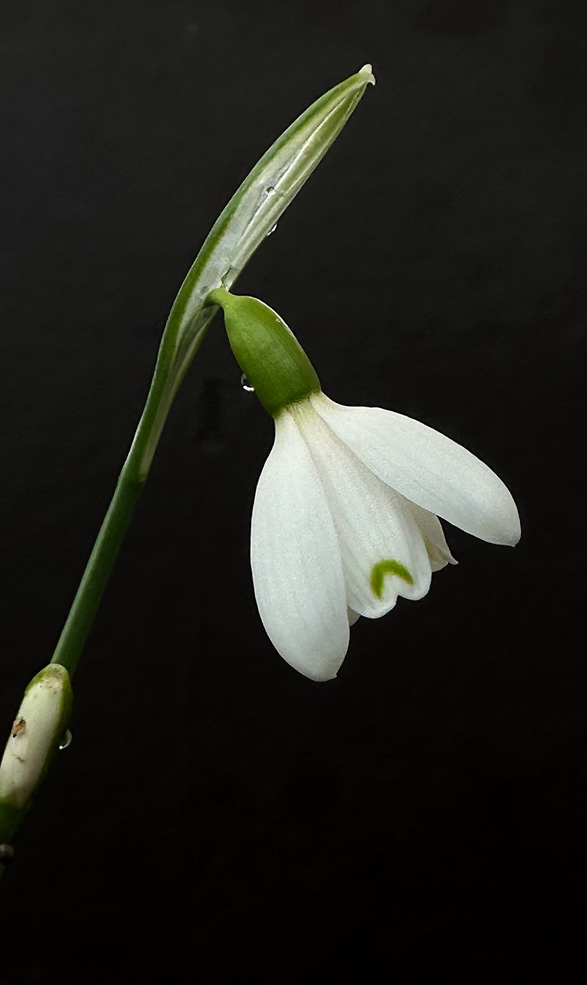 Galanthus bursanus 'Alpha Tutelar'