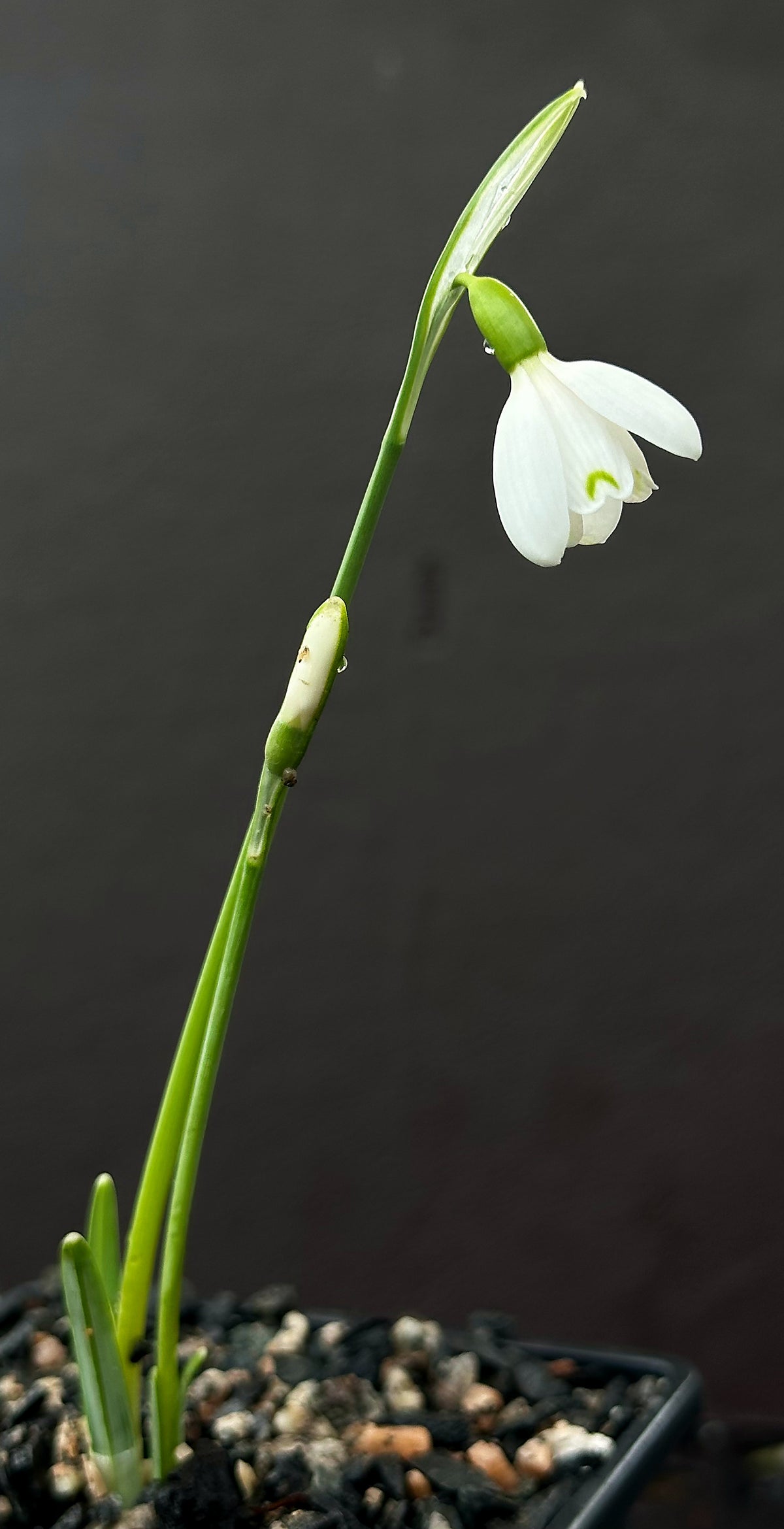 Galanthus bursanus 'Alpha Tutelar'
