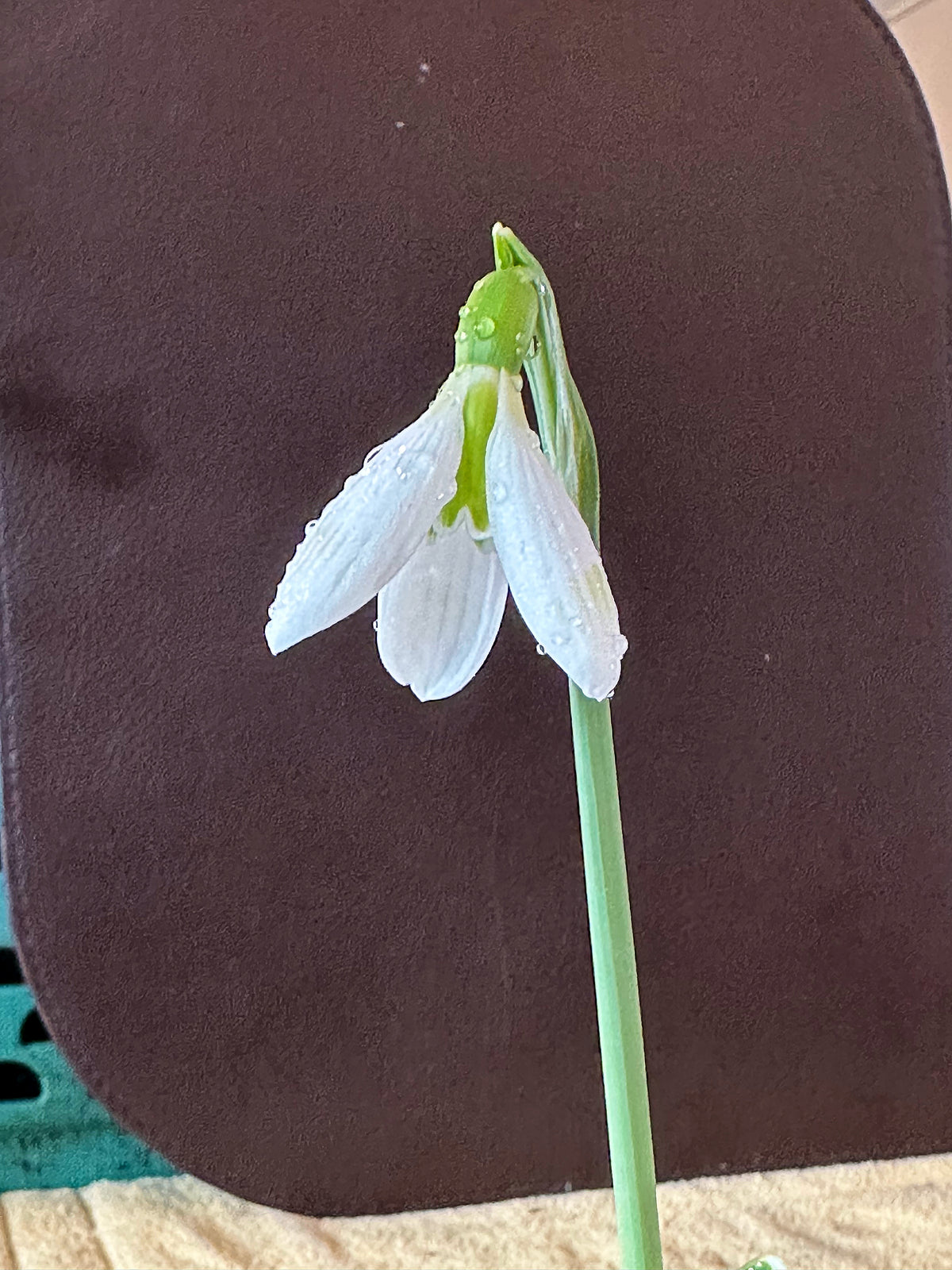 Galanthus bursanus (PPBA-B-17-2909)