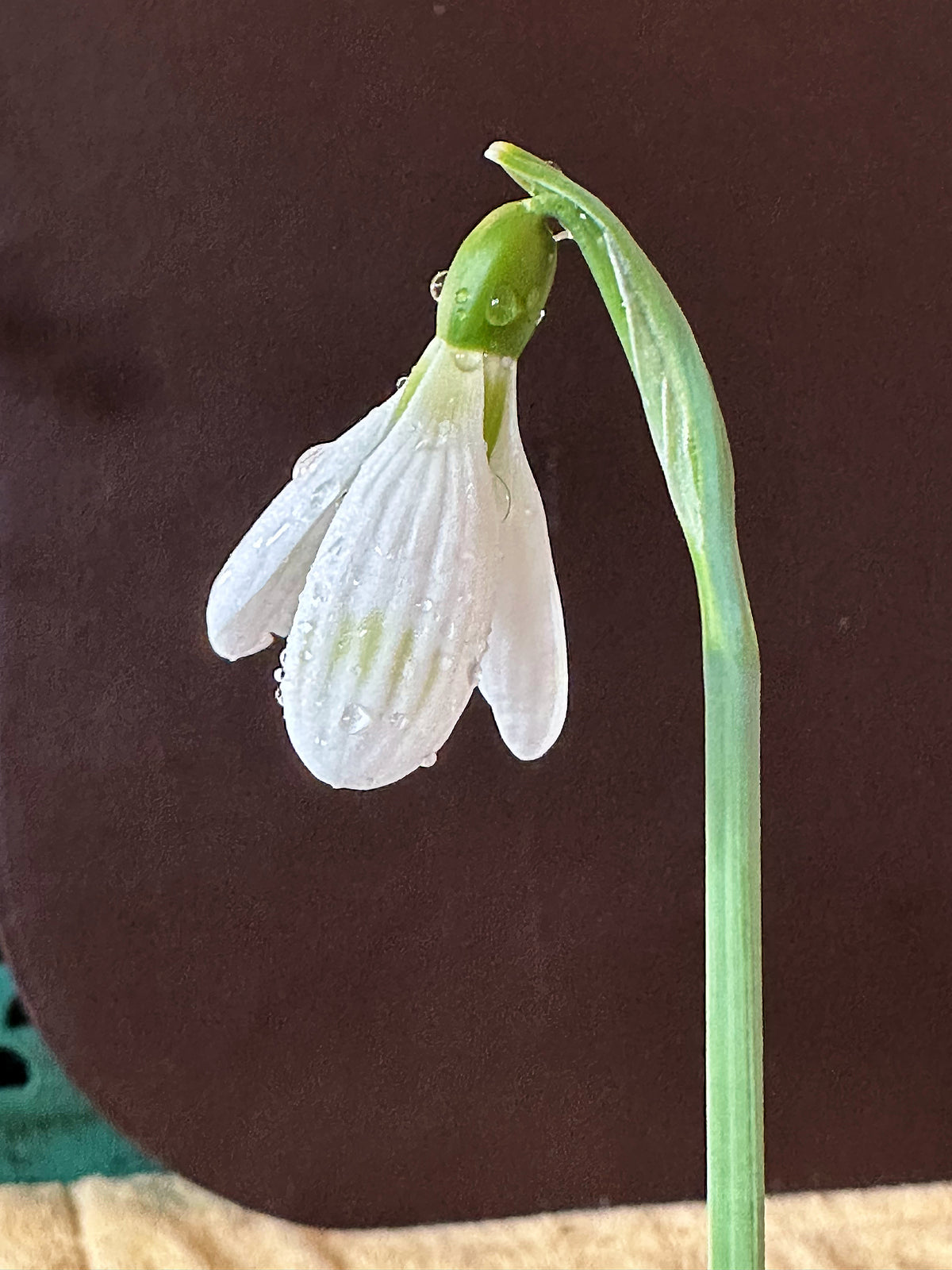 Galanthus bursanus (PPBA-B-17-2909)