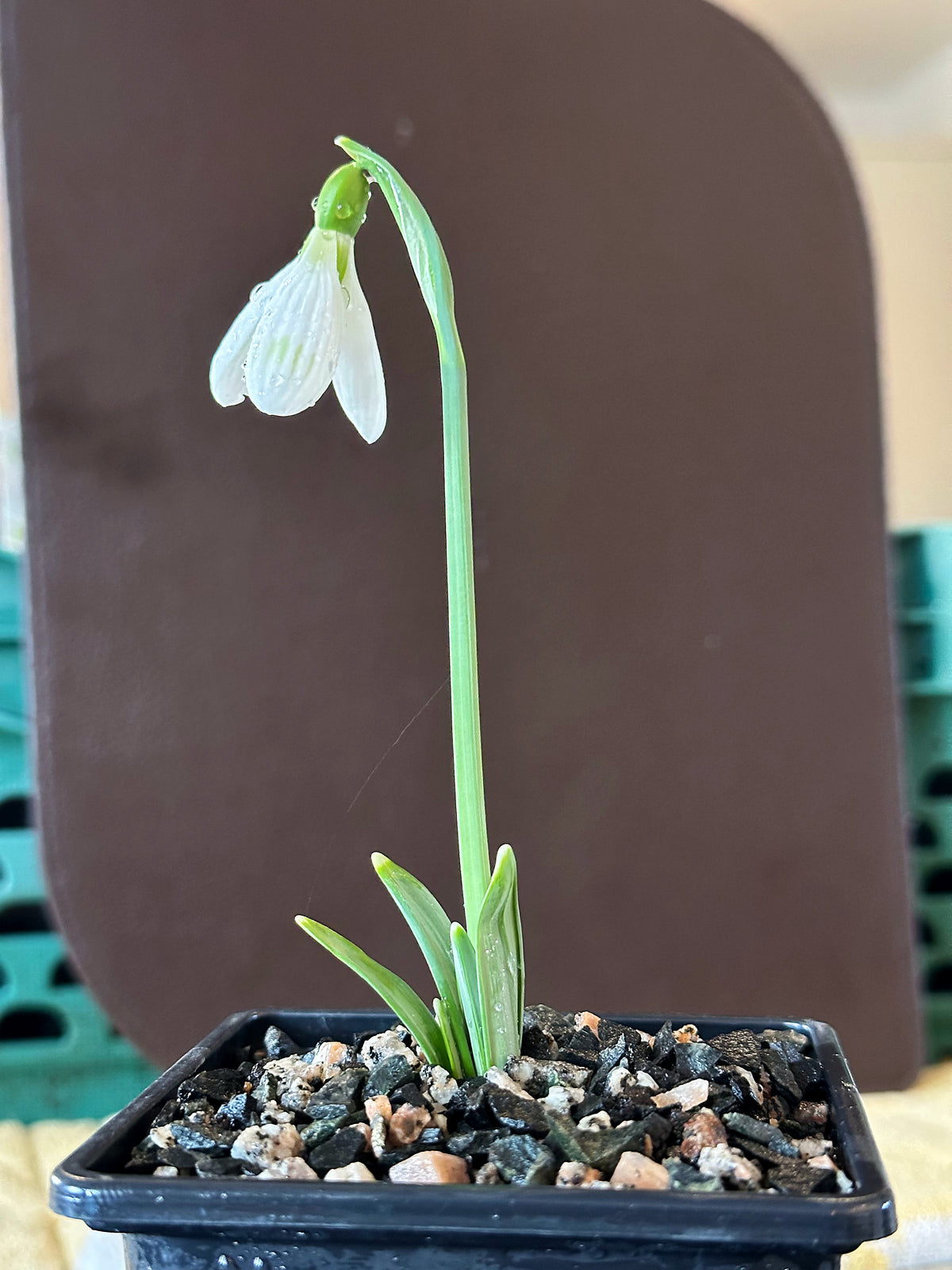 Galanthus bursanus (PPBA-B-17-2909)