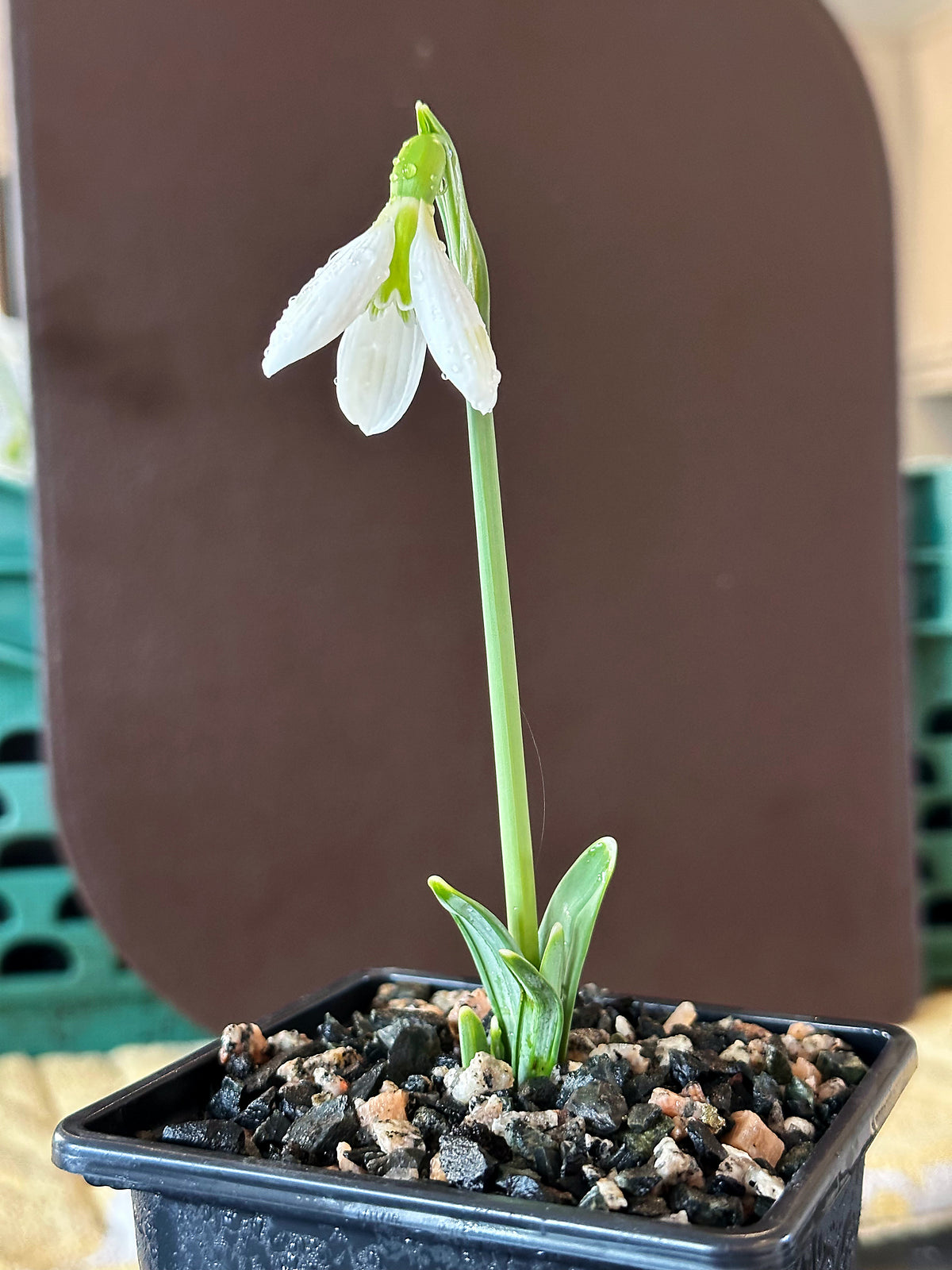 Galanthus bursanus (PPBA-B-17-2909)