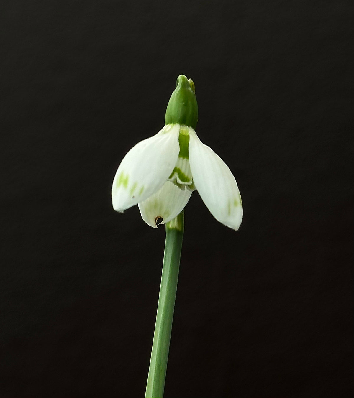 Galanthus bursanus (PPBA-B-17-8621)