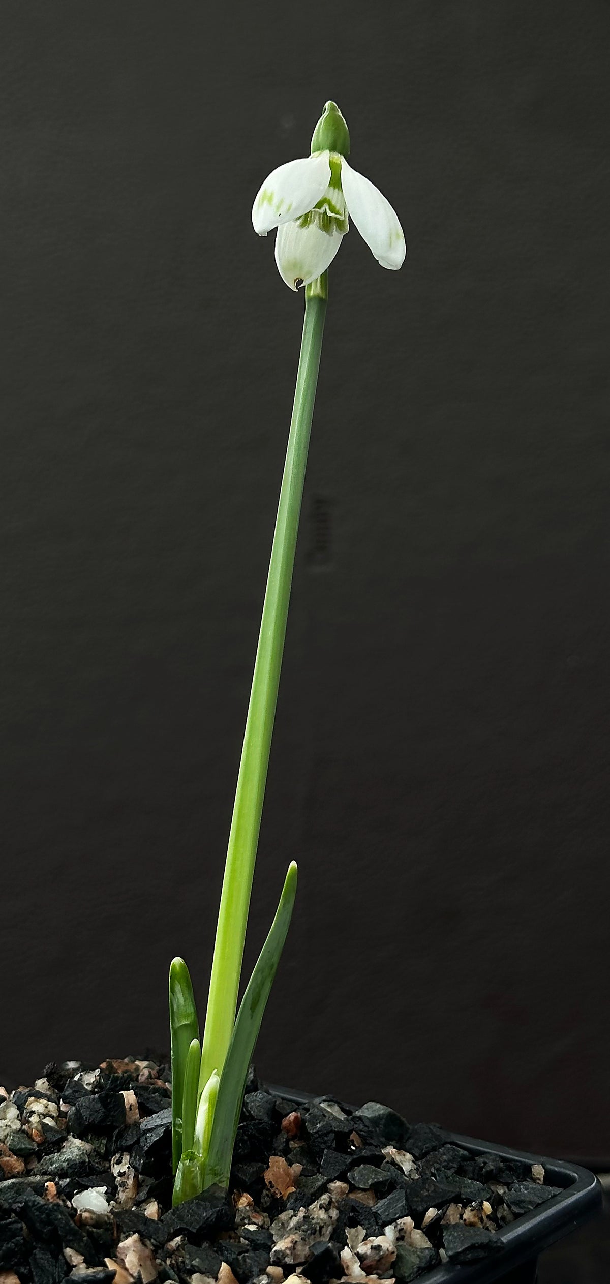 Galanthus bursanus (PPBA-B-17-8621)