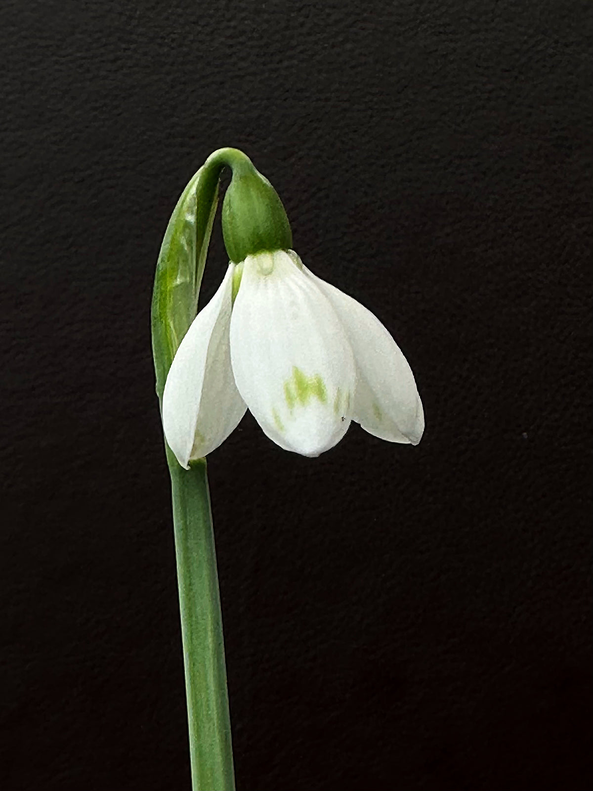 Galanthus bursanus (PPBA-B-17-8621)