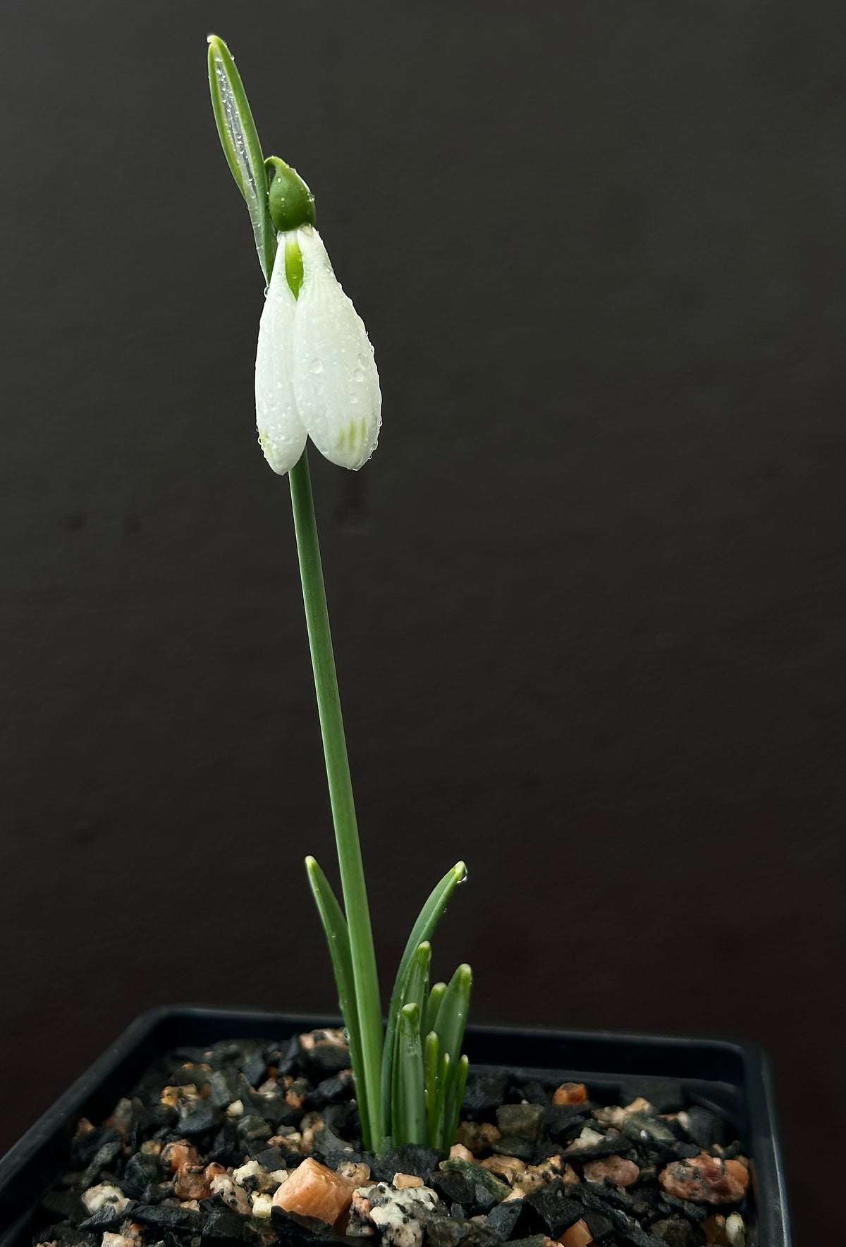Galanthus bursanus (PPBA-SV-17-0774)