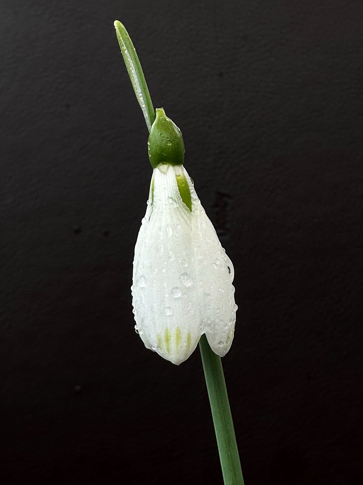 Galanthus bursanus (PPBA-SV-17-0774)