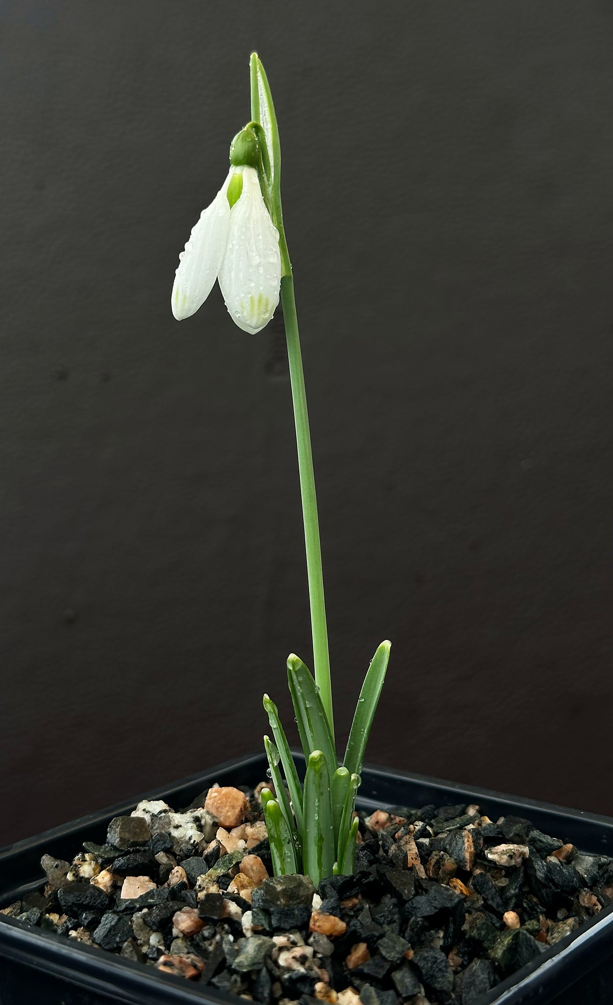 Galanthus bursanus (PPBA-SV-17-0774)