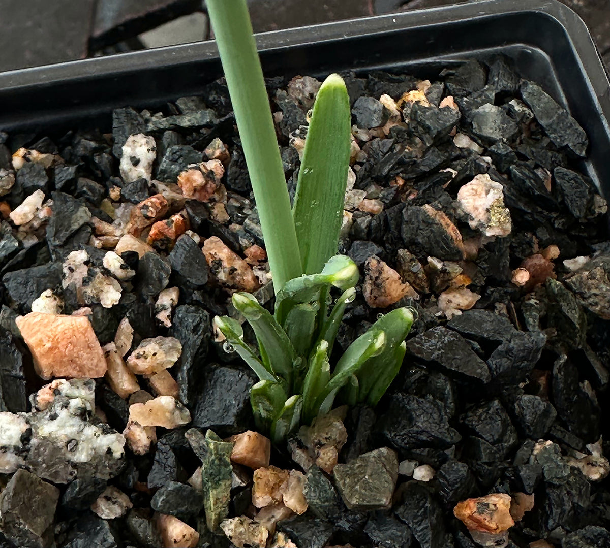 Galanthus bursanus (PPBA-SV-17-0774)