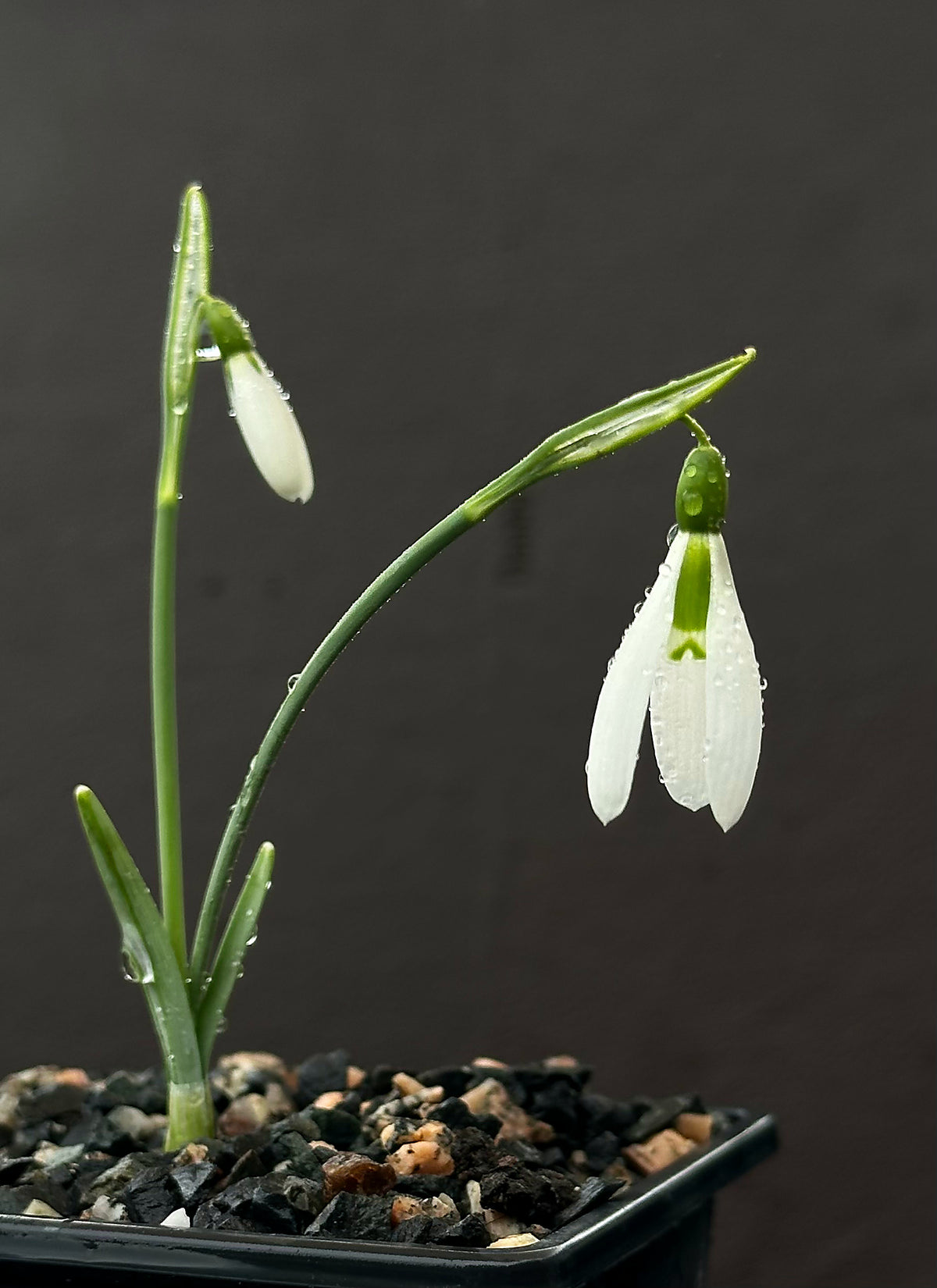 Galanthus bursanus (plain form)