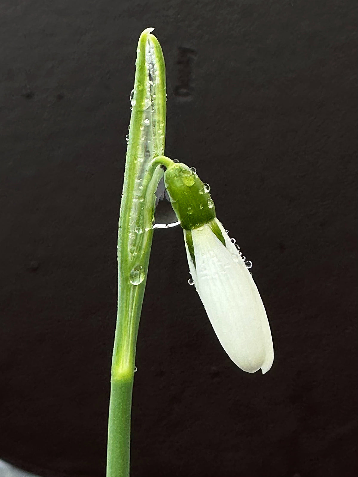 Galanthus bursanus (plain form)