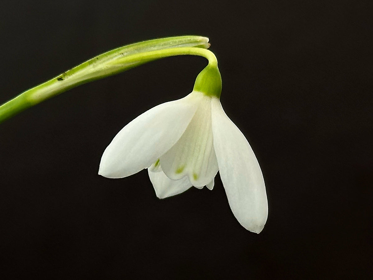 Galanthus peshmenii snowdrop flower