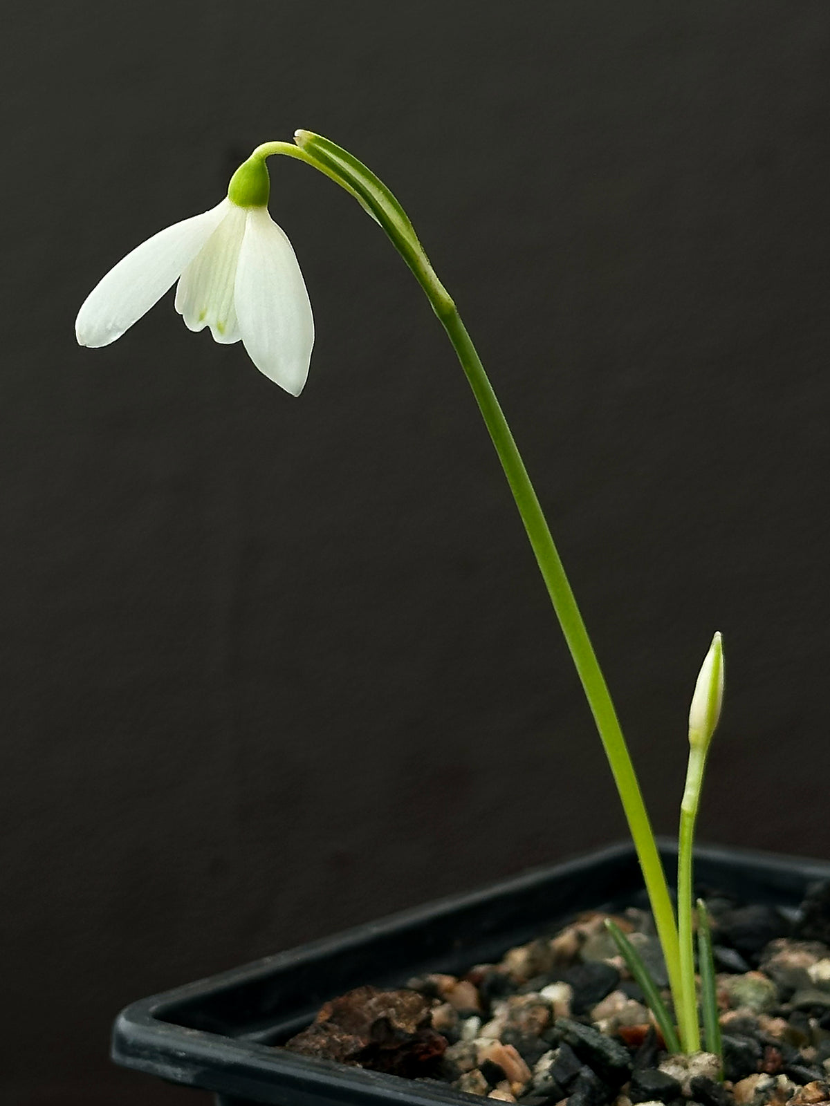 Galanthus peshmenii snowdrop – photo 2