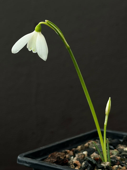 Galanthus peshmenii