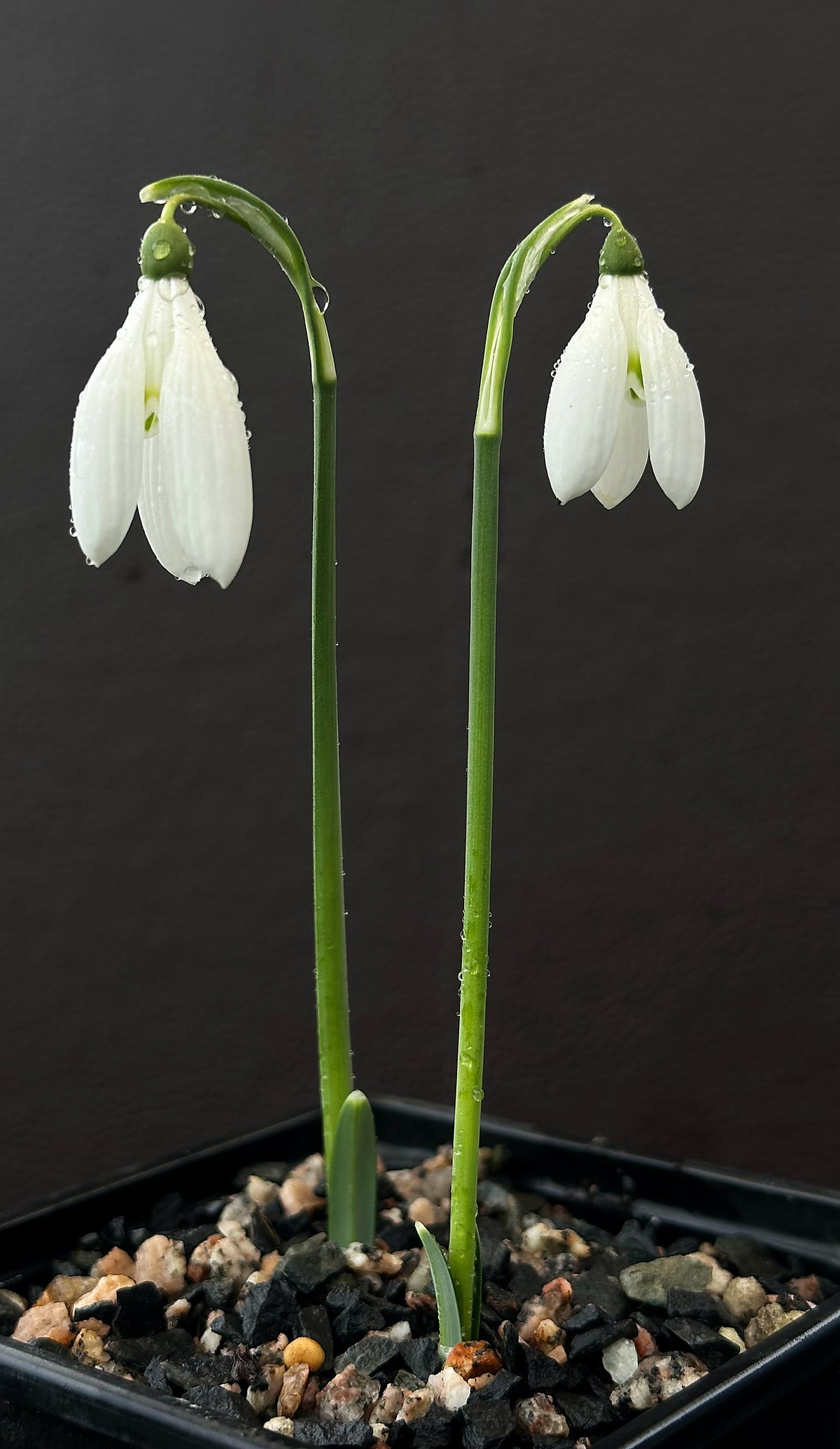 Galanthus reginae-olgae subsp. reginae-olgae