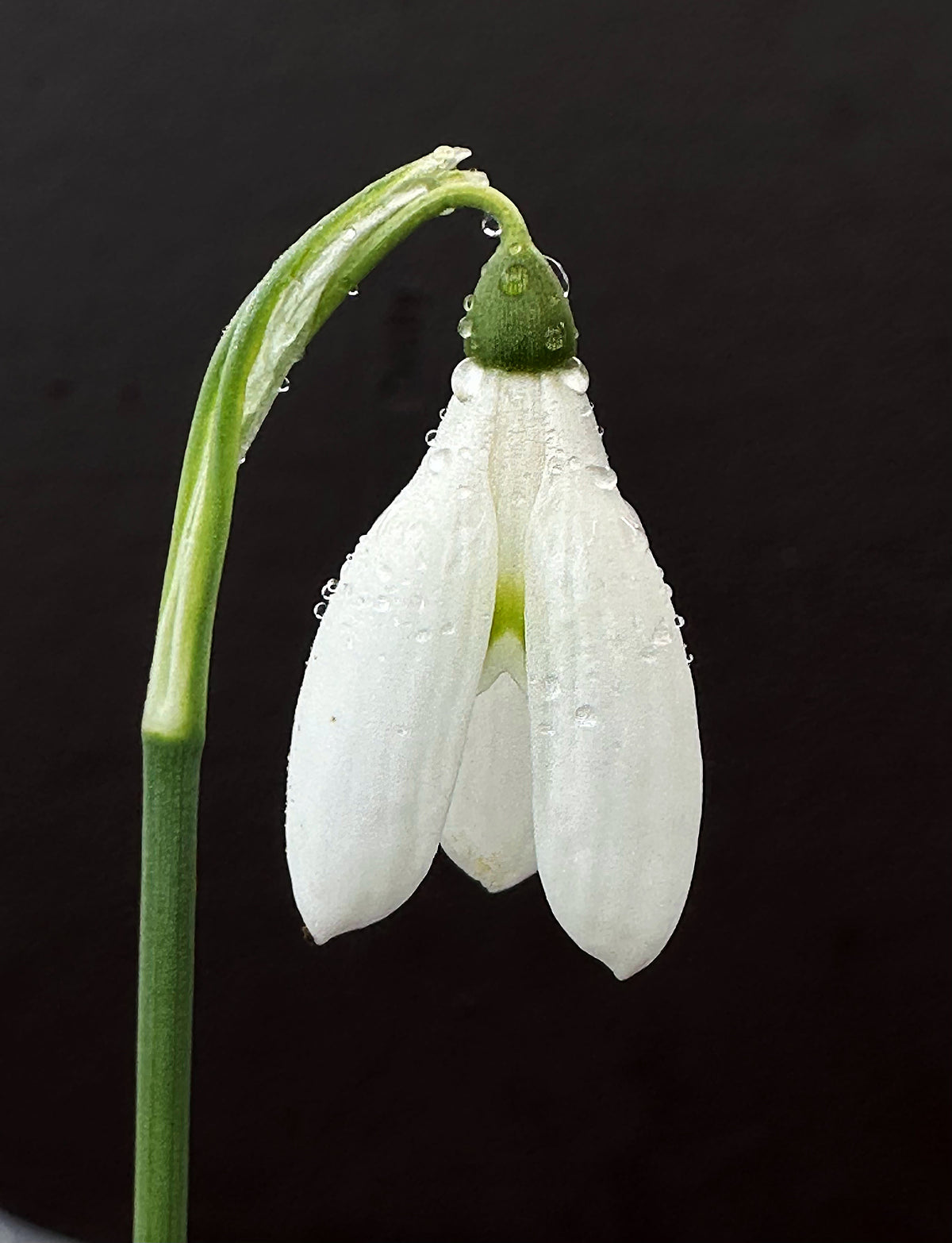 Galanthus reginae-olgae subsp. reginae-olgae