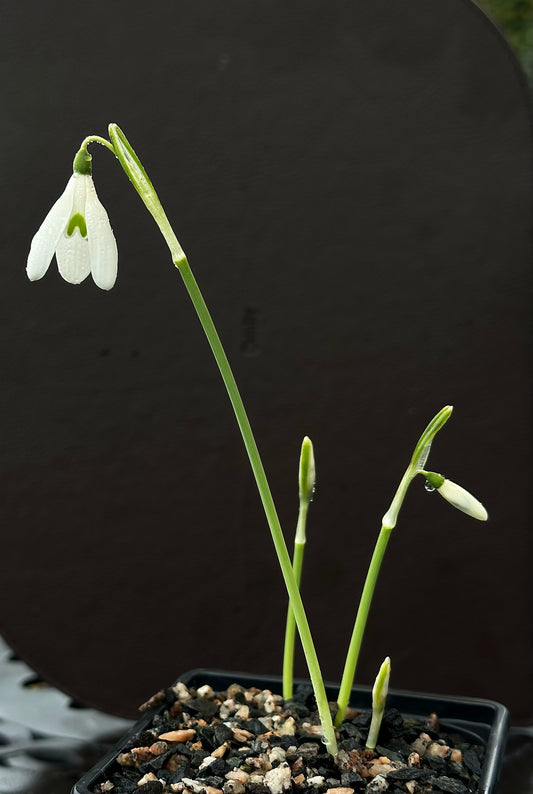 Galanthus reginae-olgae subsp. reginae-olgae