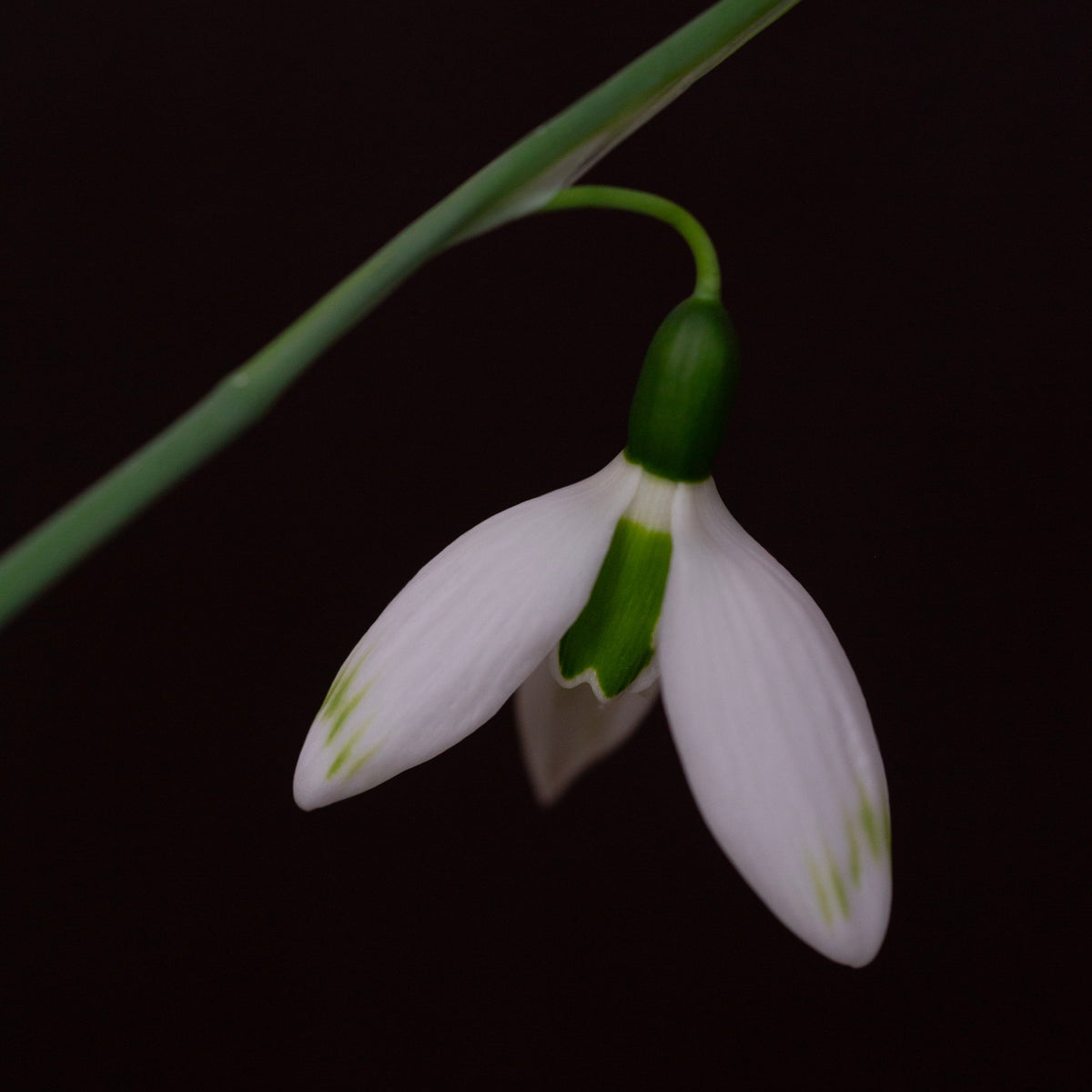 Galanthus elwesii 'Glenchantress' snowdrop flower