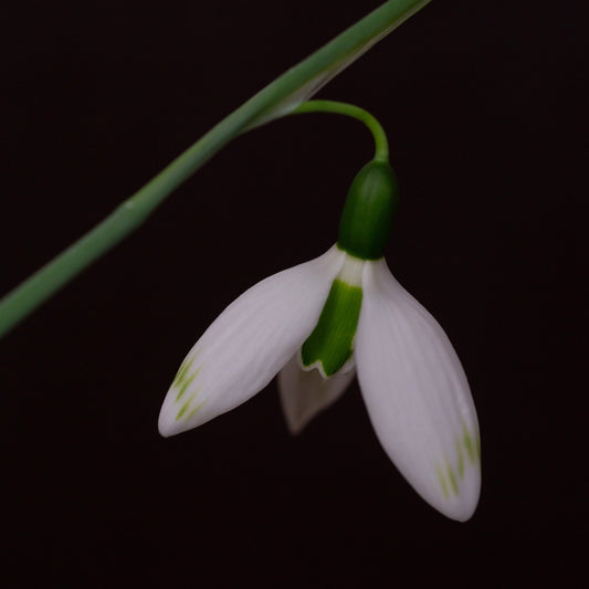 Galanthus elwesii 'Glenchantress' snowdrop flower