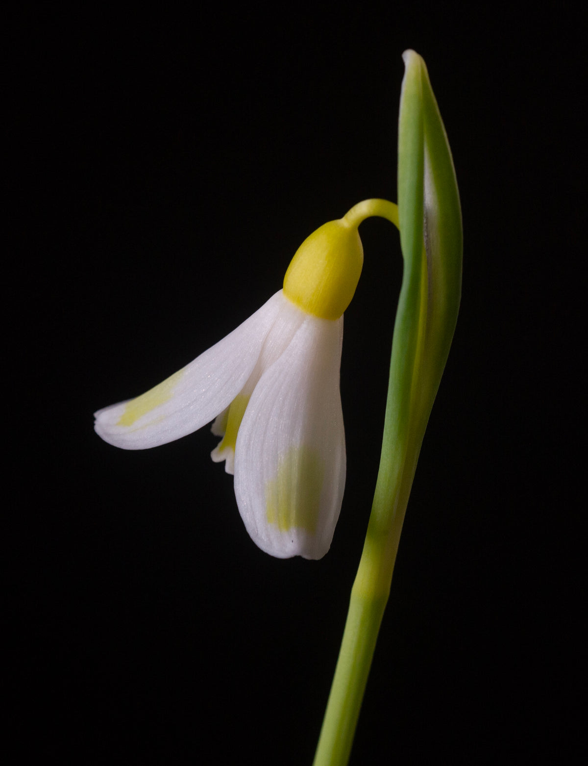 Galanthus plicatus 'Golden Fleece' snowdrop – photo 2