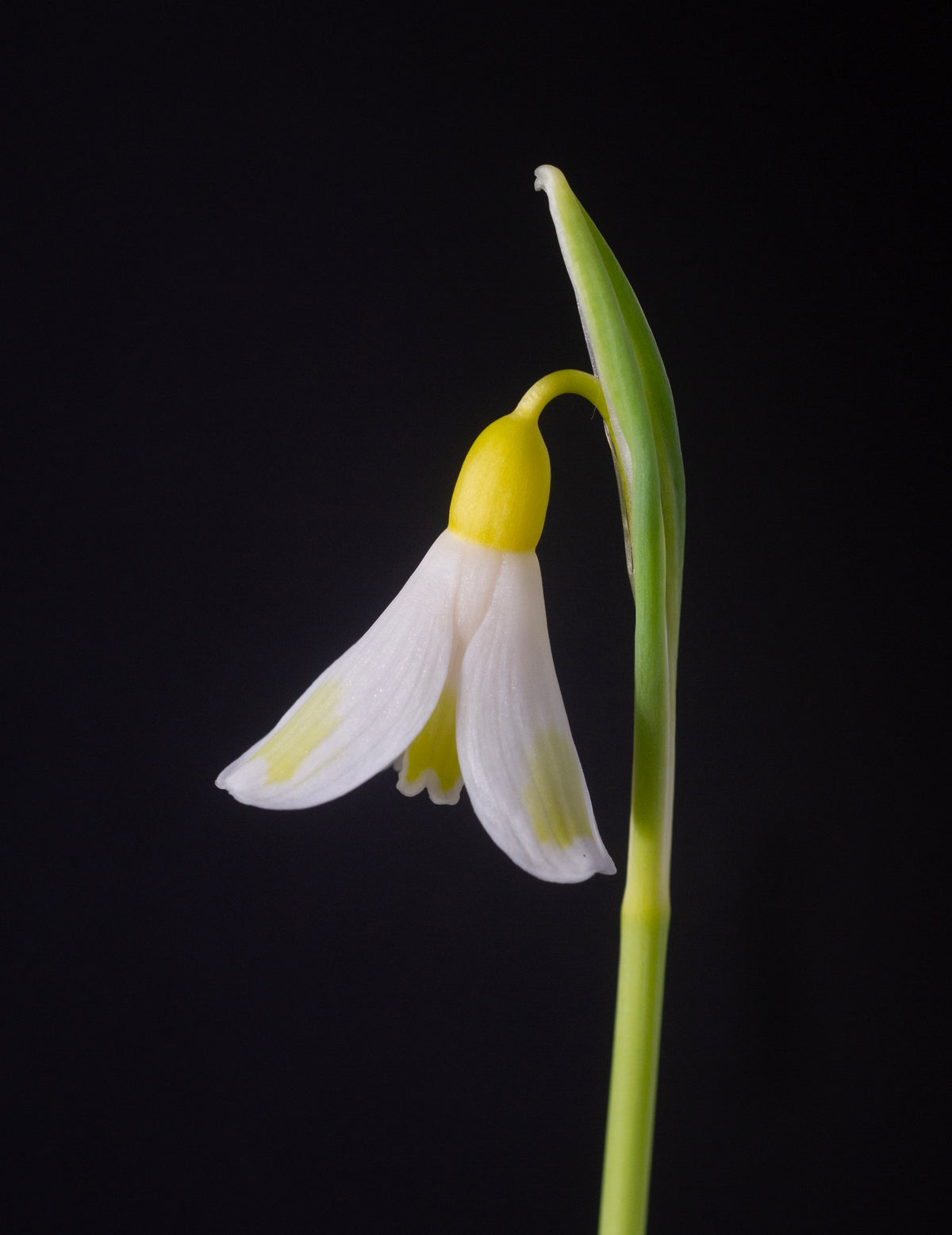 Galanthus plicatus 'Golden Fleece' snowdrop – photo 3