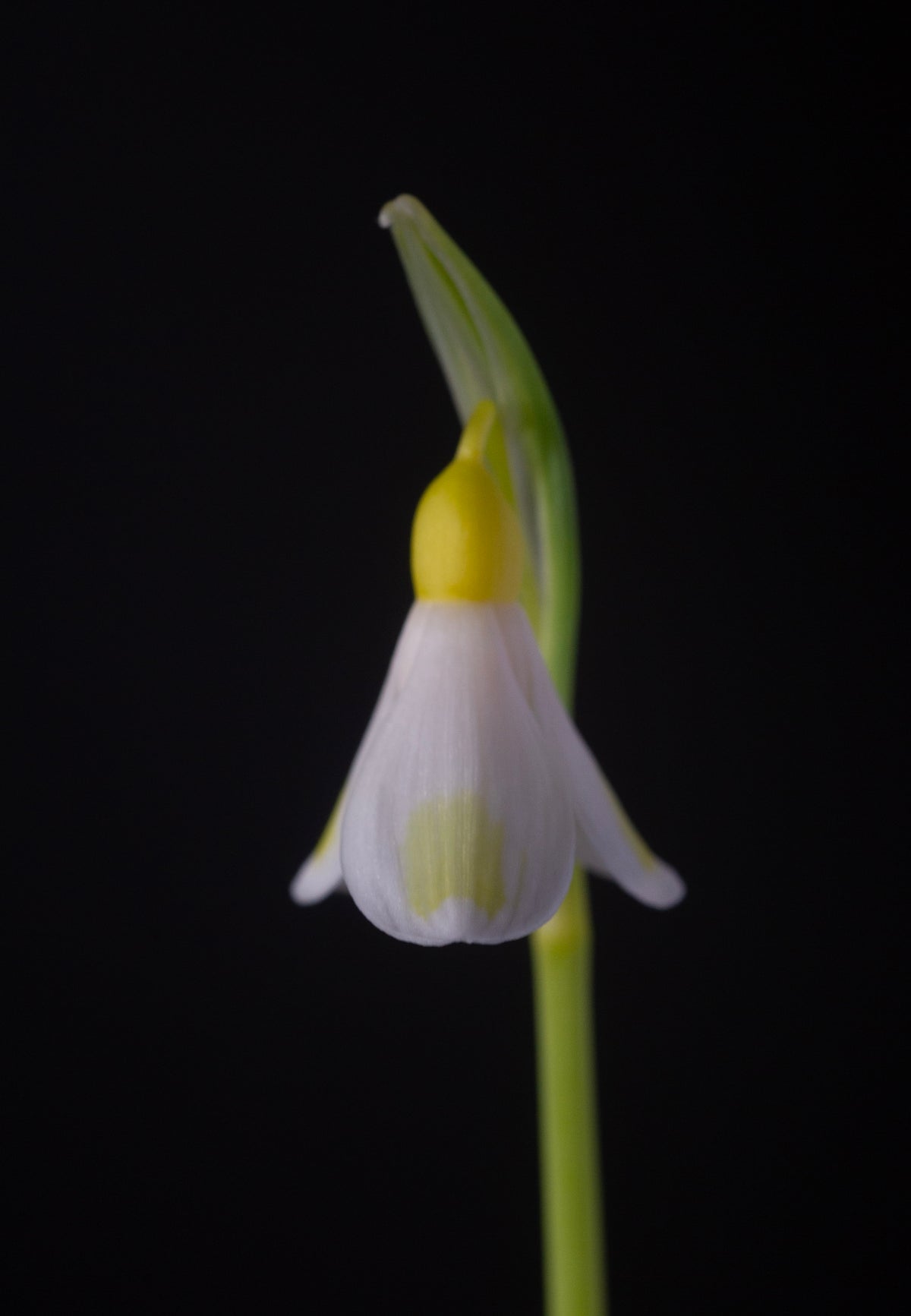 Galanthus plicatus 'Golden Fleece' snowdrop – photo 4