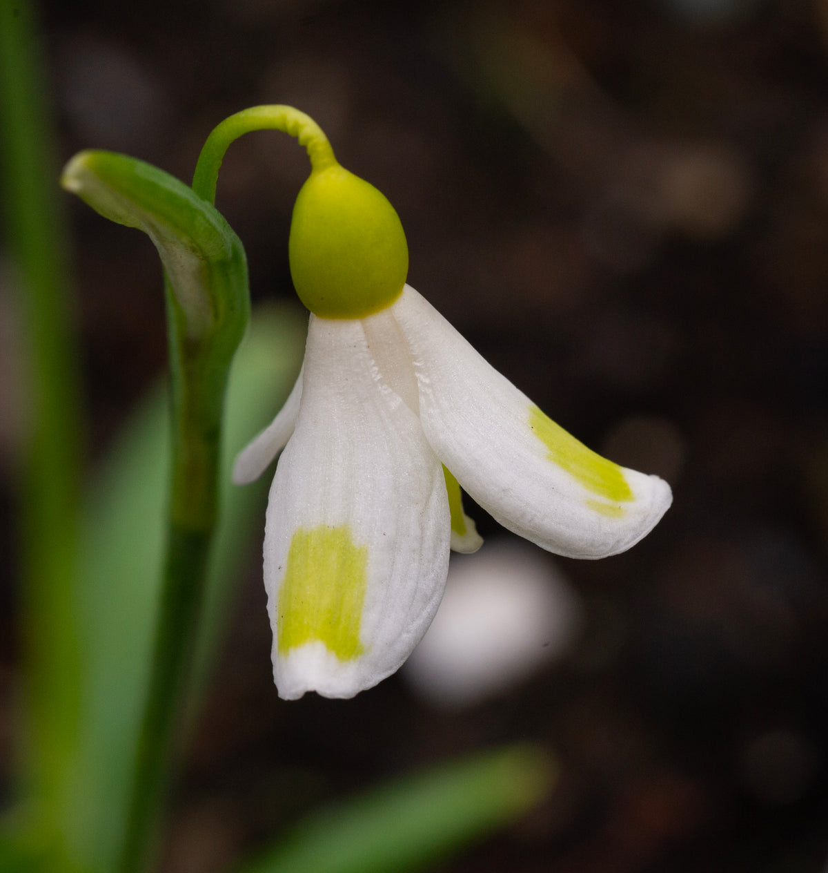 Galanthus plicatus 'Golden Fleece' snowdrop – photo 6