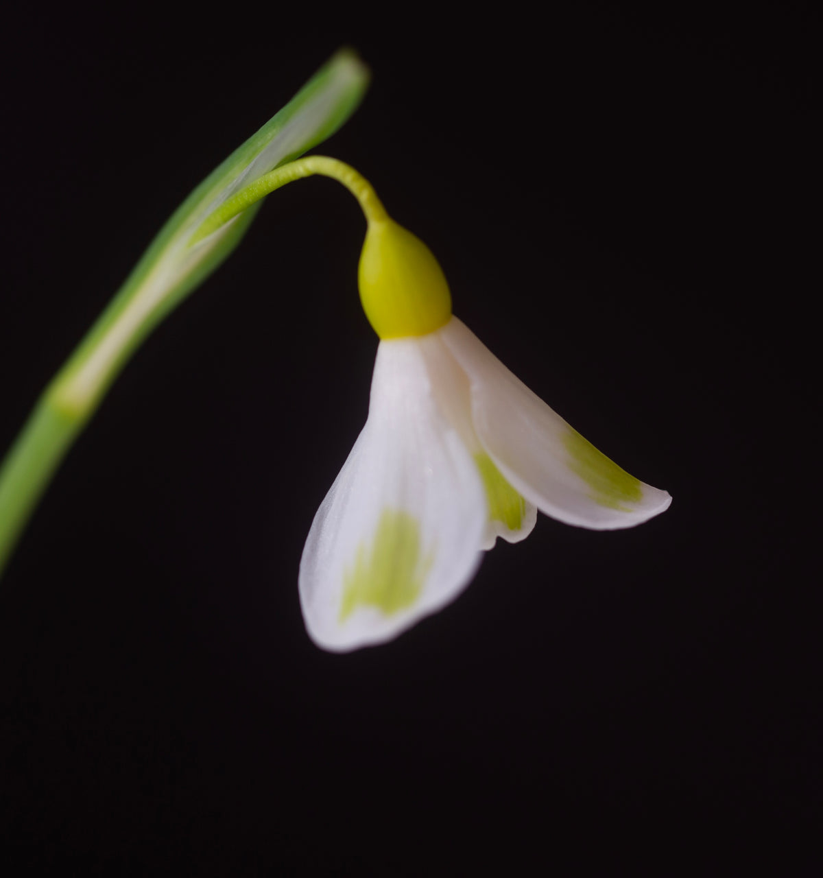 Galanthus plicatus 'Golden Fleece' snowdrop – photo 7