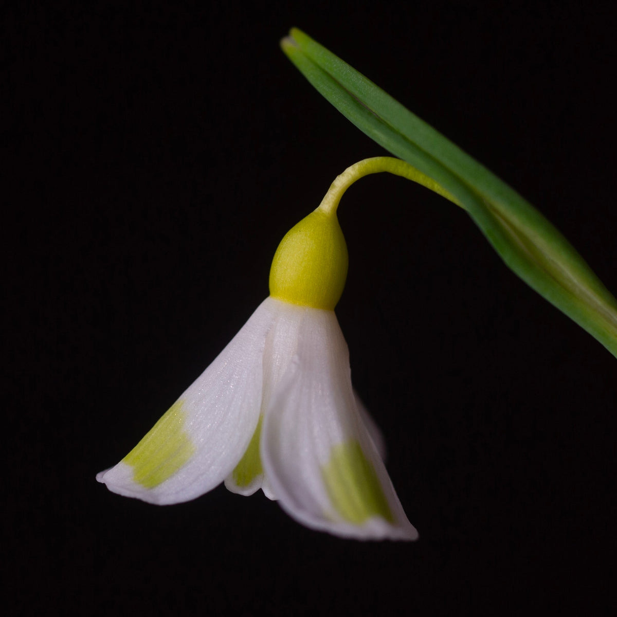 Galanthus plicatus 'Golden Fleece' snowdrop flower