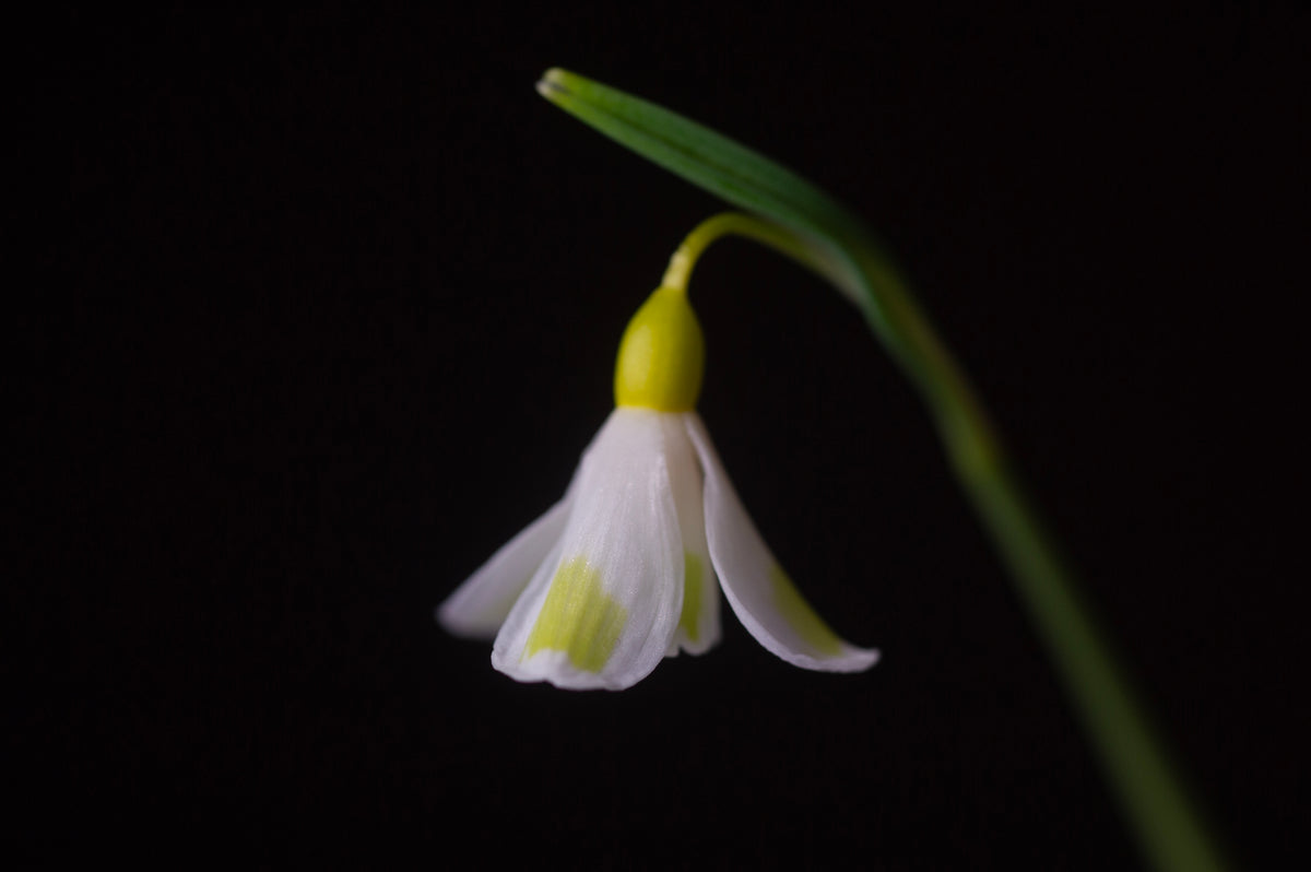 Galanthus plicatus 'Golden Fleece' snowdrop – photo 8