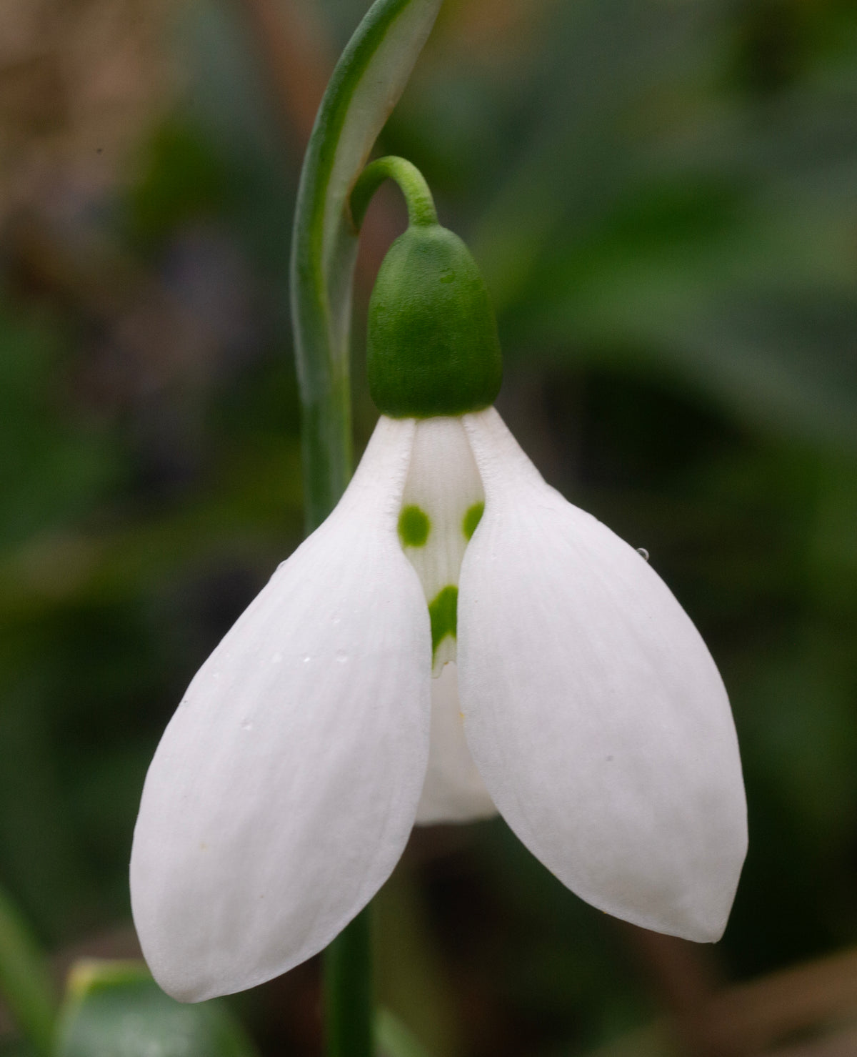 Galanthus elwesii 'Grumpy' snowdrop – photo 3