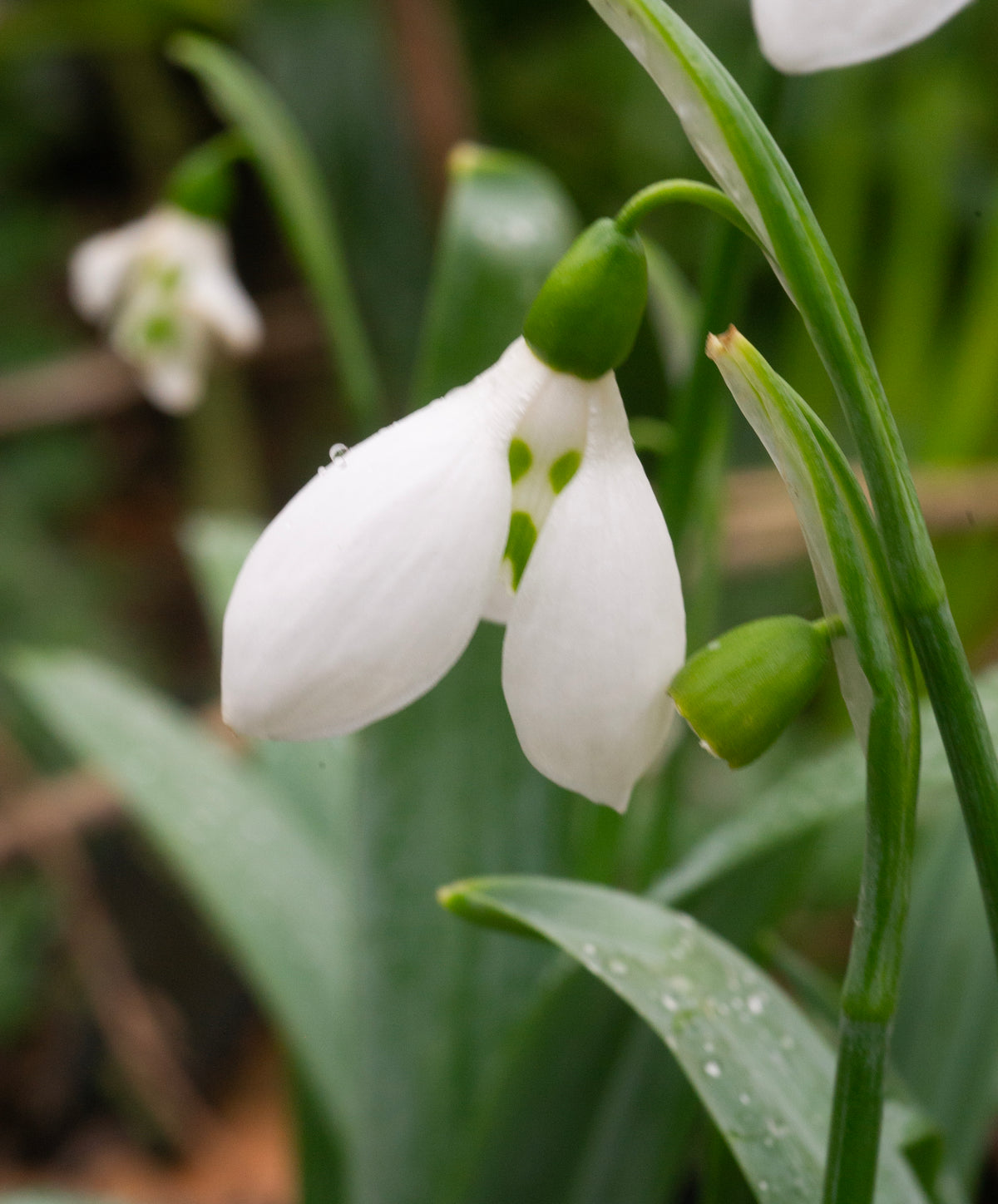 Galanthus elwesii 'Grumpy' snowdrop – photo 2