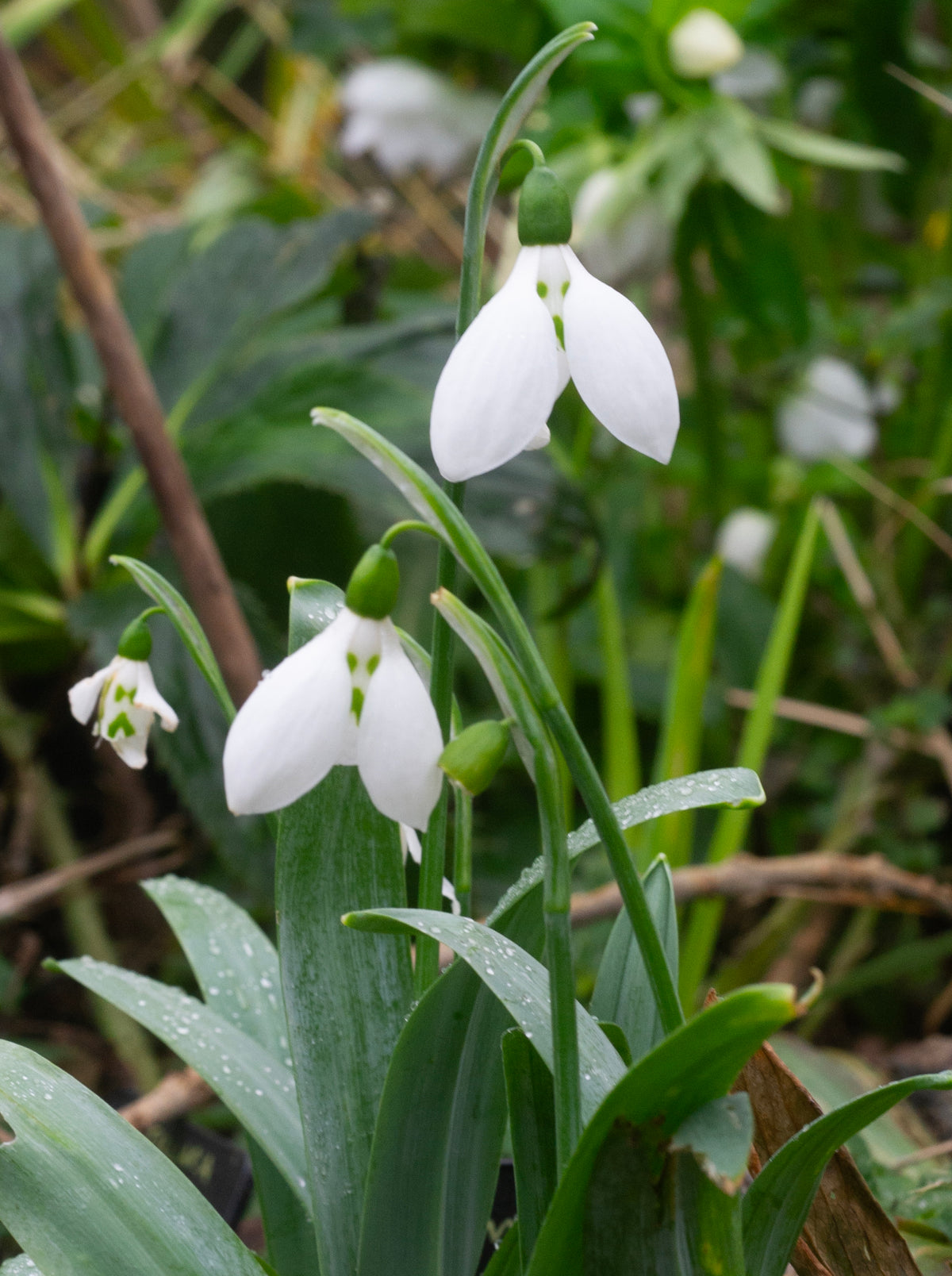 Galanthus elwesii 'Grumpy' snowdrop – photo 4