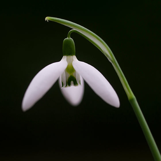 Galanthus 'Gruner Nebel' snowdrop flower