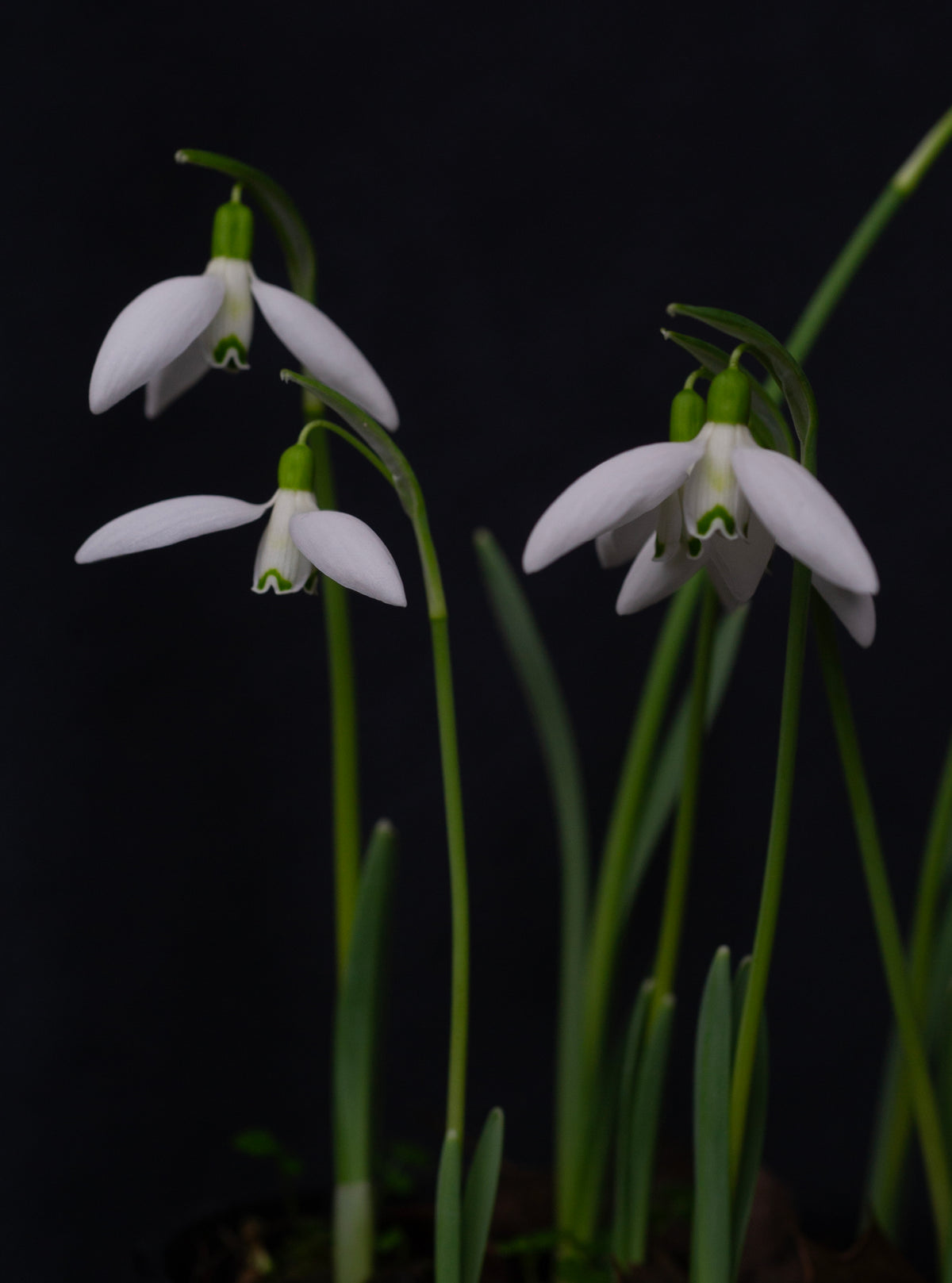 Galanthus 'Gruner Nebel' snowdrop – photo 3