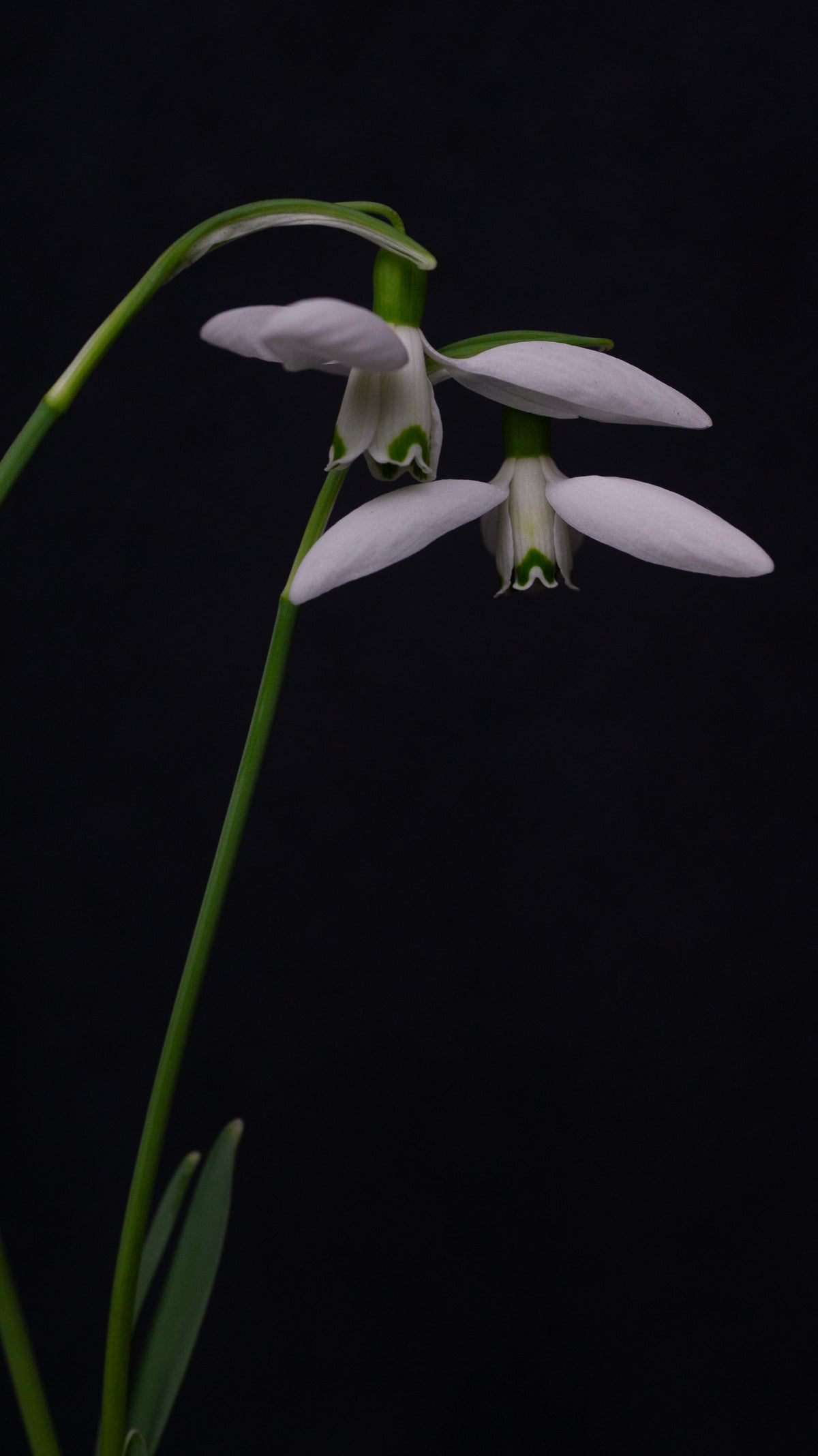 Galanthus 'Gruner Nebel' snowdrop – photo 2
