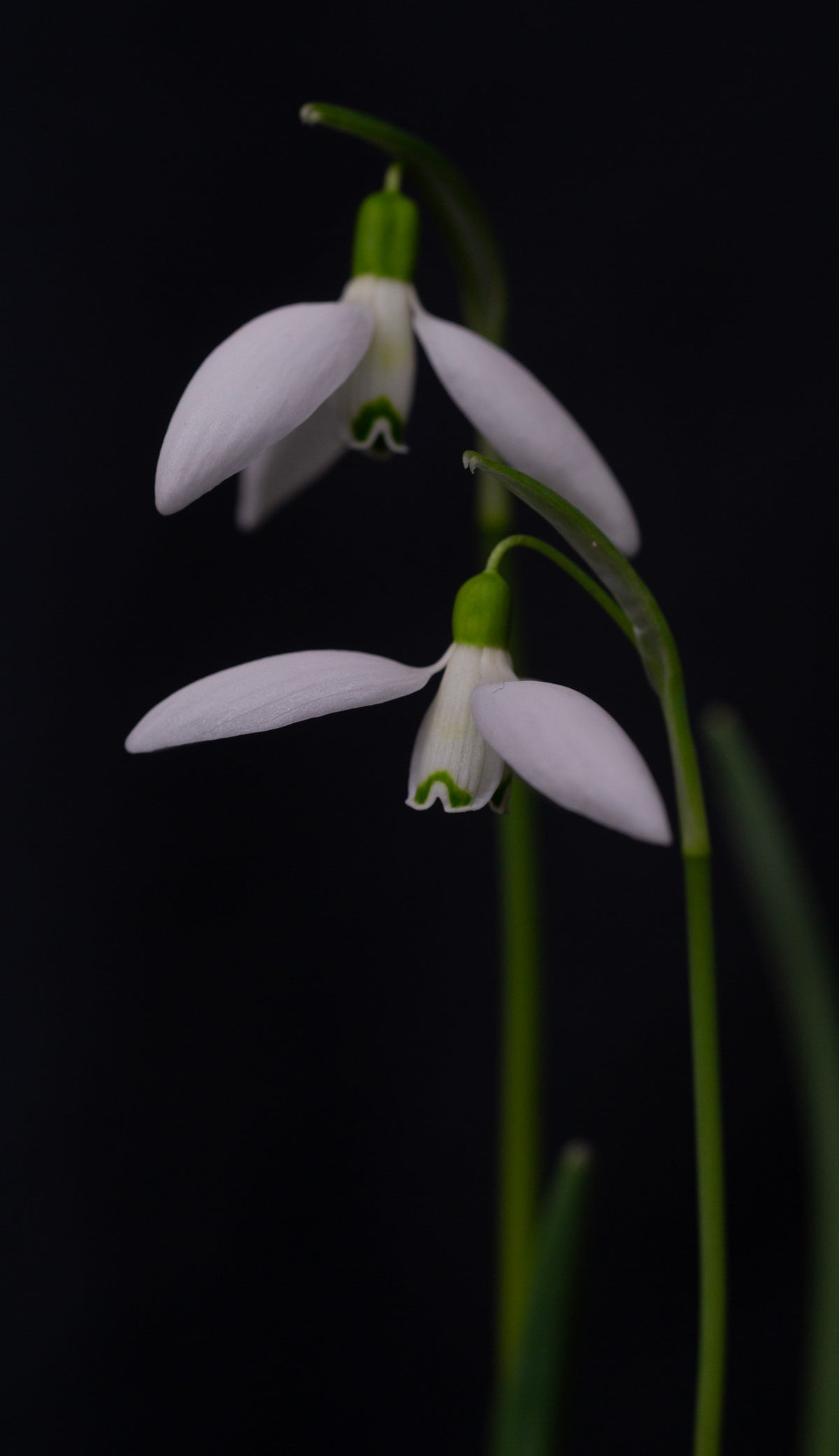 Galanthus 'Gruner Nebel' snowdrop – photo 4