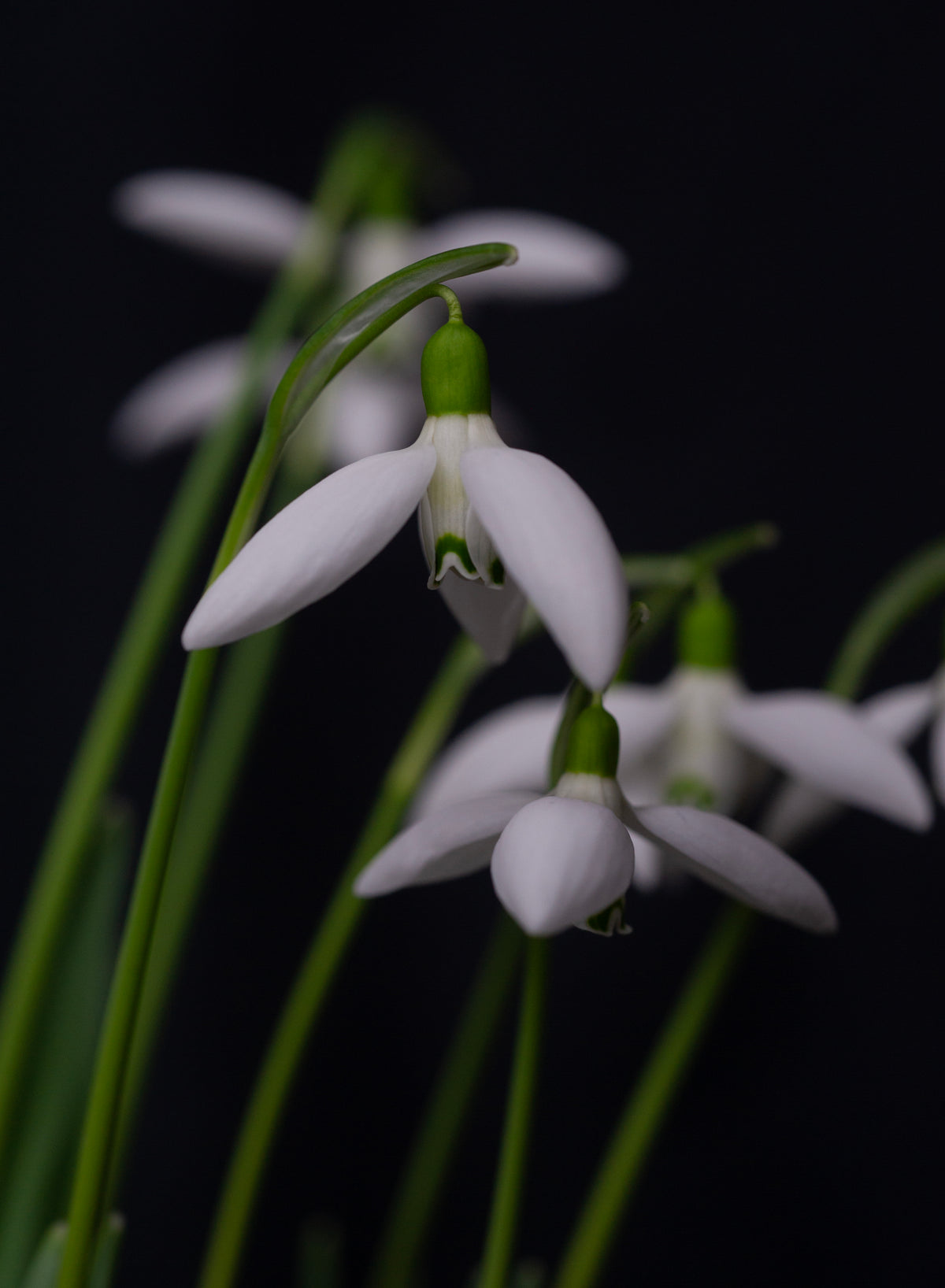 Galanthus 'Gruner Nebel' snowdrop – photo 5