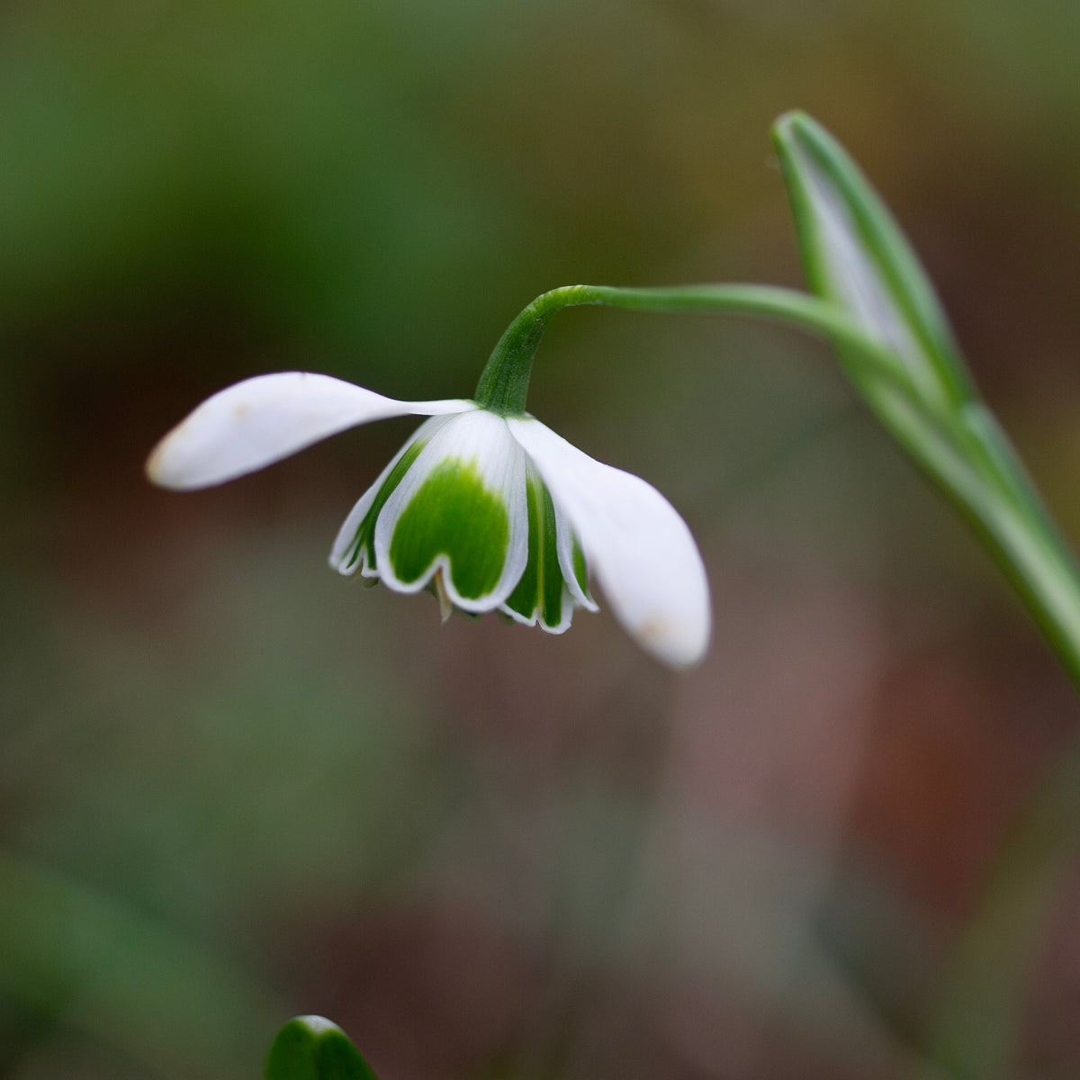 Galanthus 'Hippolyta' snowdrop flower