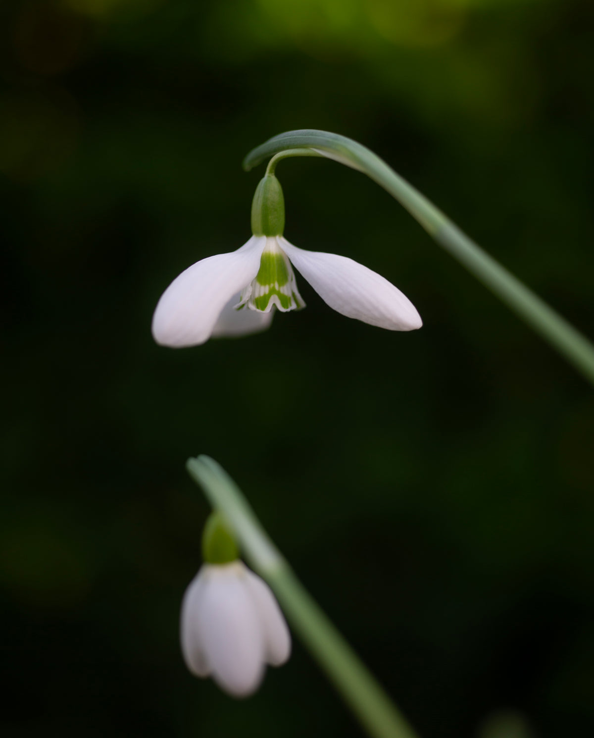 Galanthus plicatus 'Hunton Herald' snowdrop – photo 5